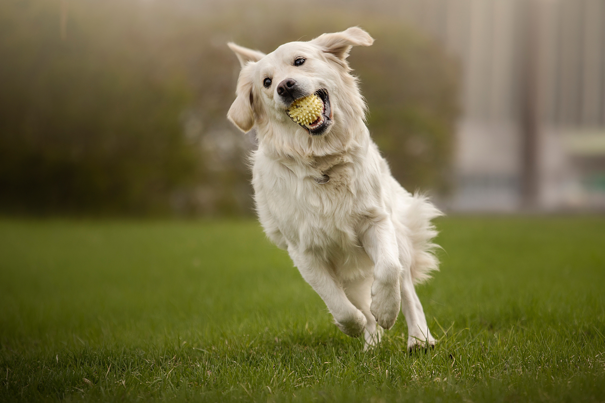 Молли и ее семья. Фотограф — Анималист | Санкт-Петербург