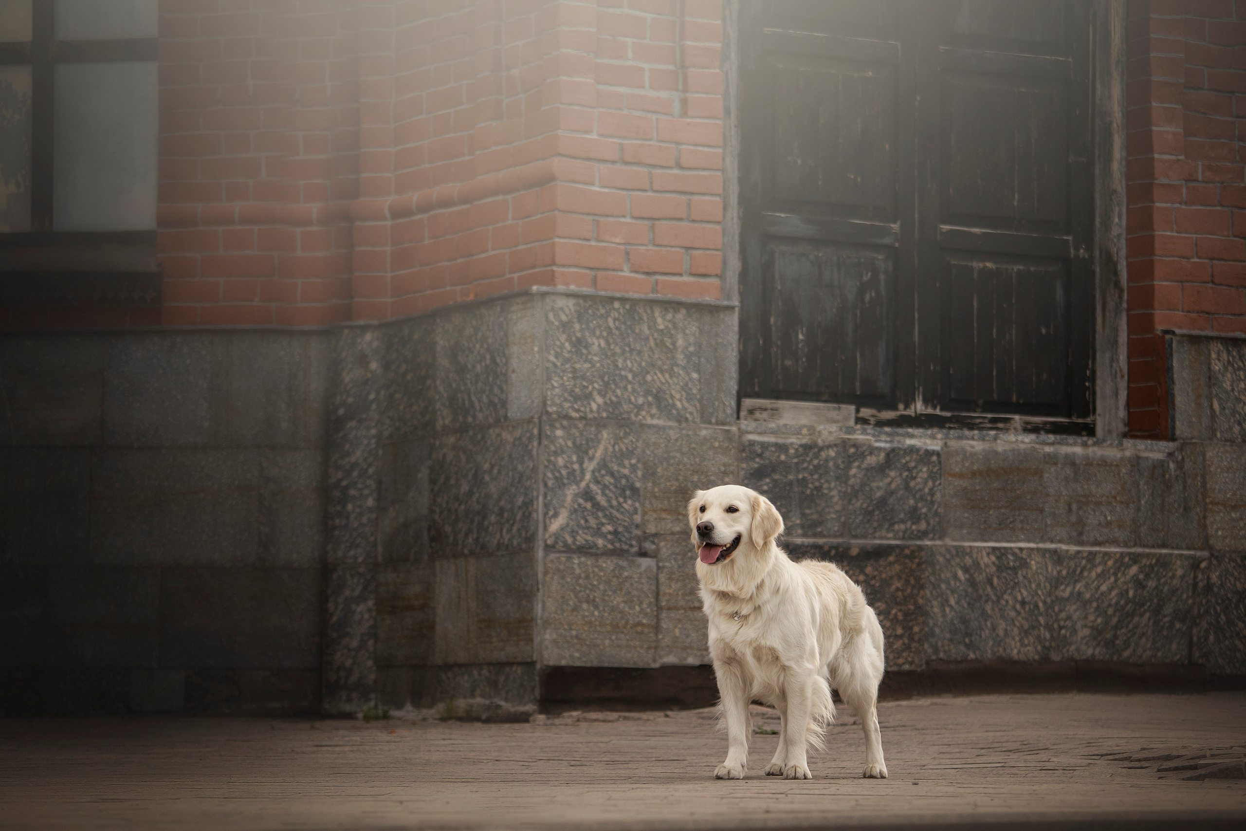 Молли и ее семья. Фотограф — Анималист | Санкт-Петербург