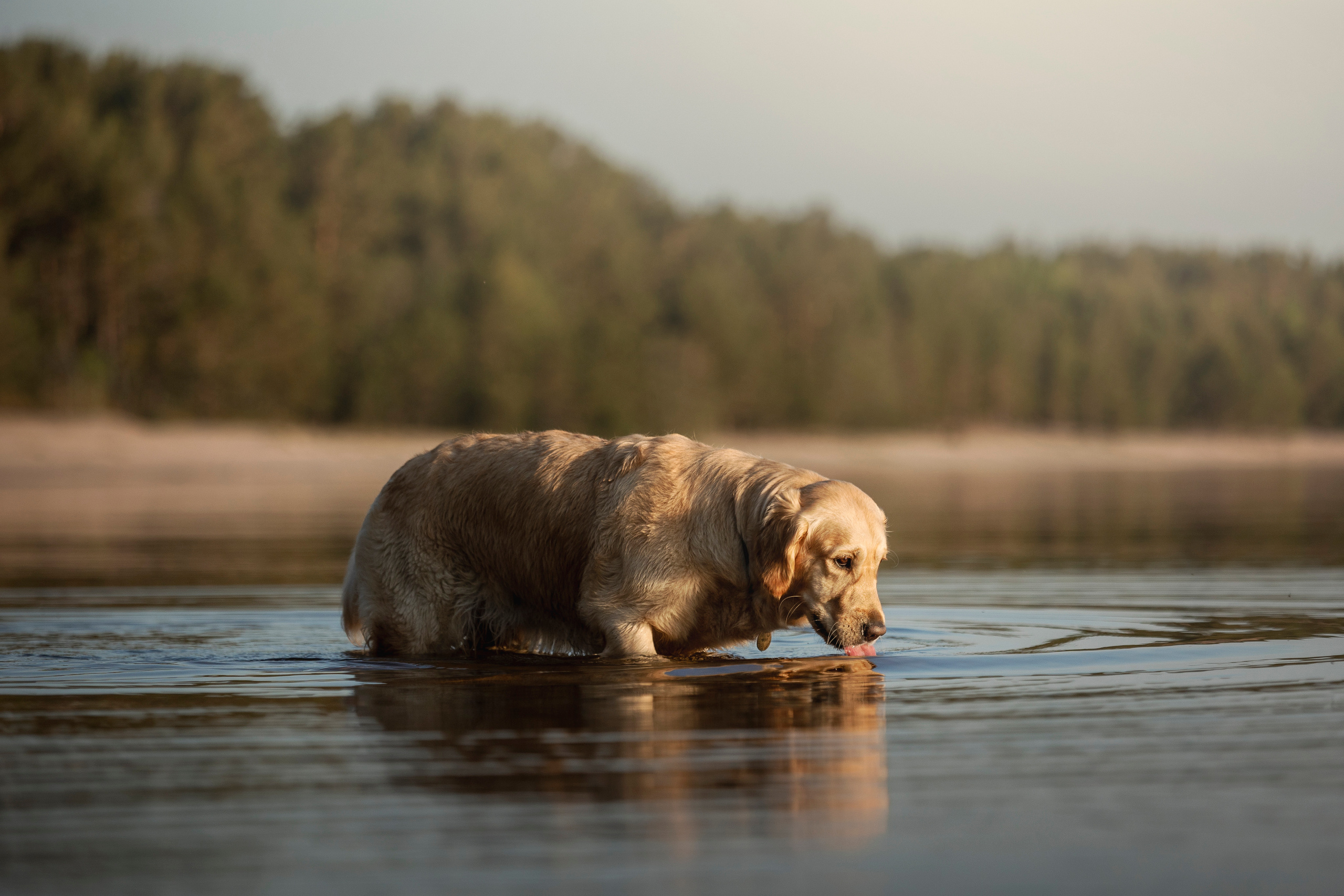 Марина и Чили. Фотограф — Анималист | Санкт-Петербург