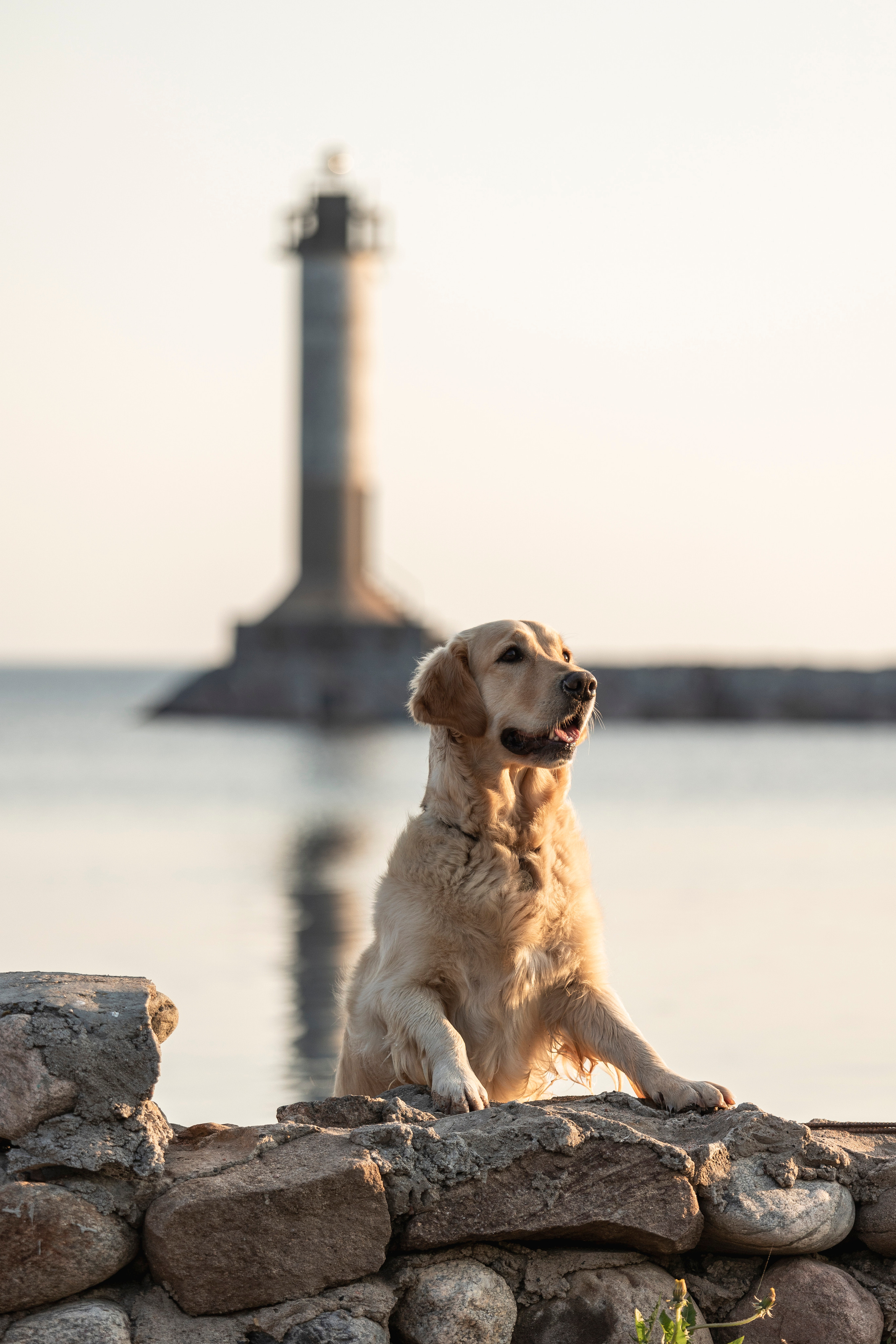 Марина и Чили. Фотограф — Анималист | Санкт-Петербург