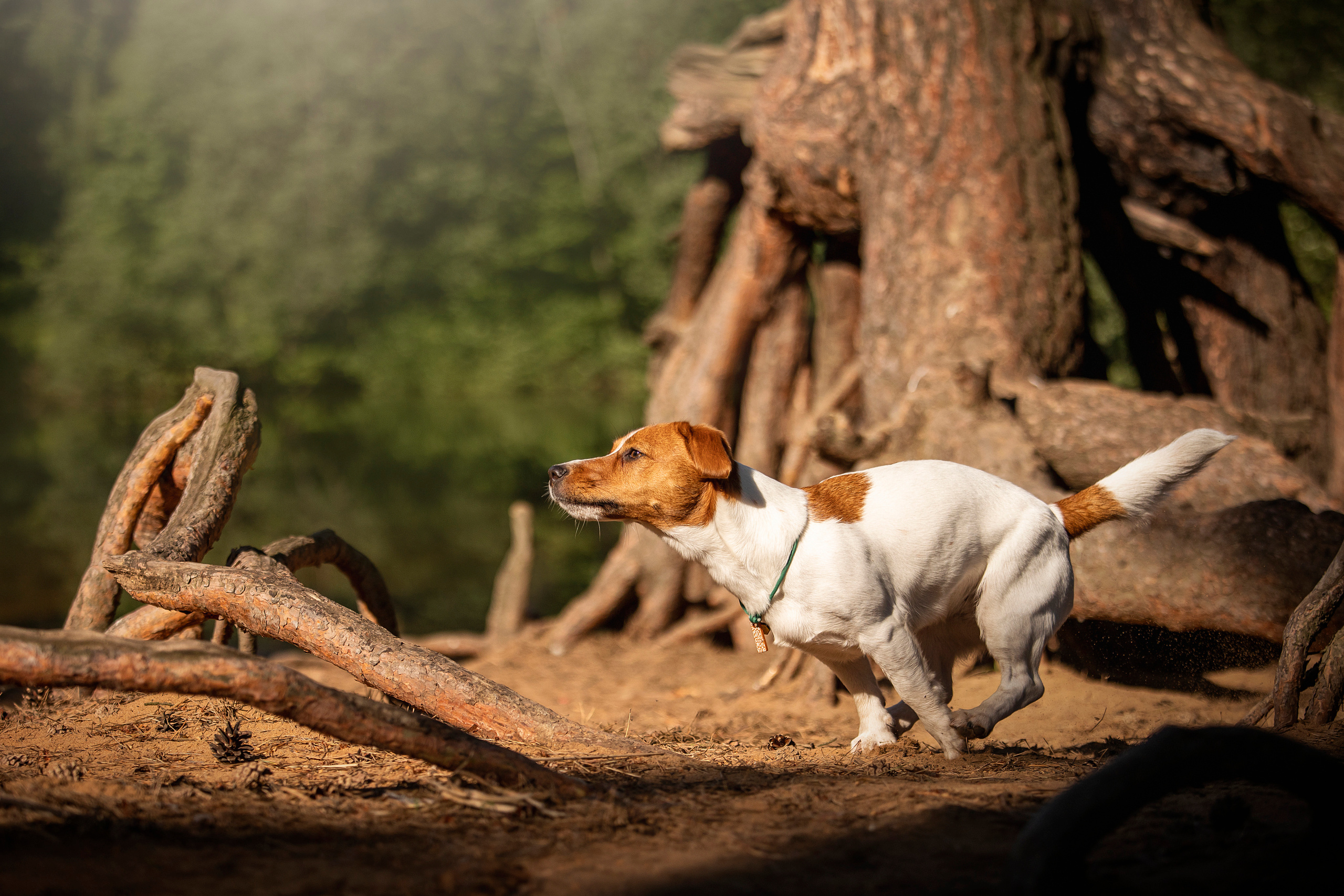 Наташа и Мерси. Фотограф — Анималист | Санкт-Петербург