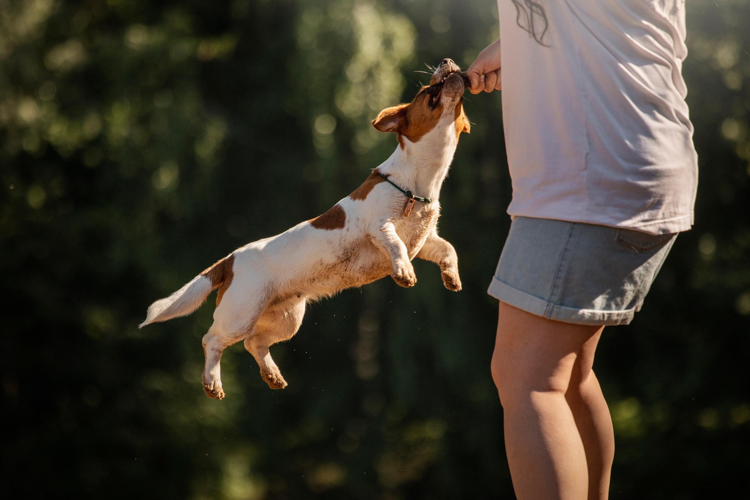 Наташа и Мерси. Фотограф — Анималист | Санкт-Петербург