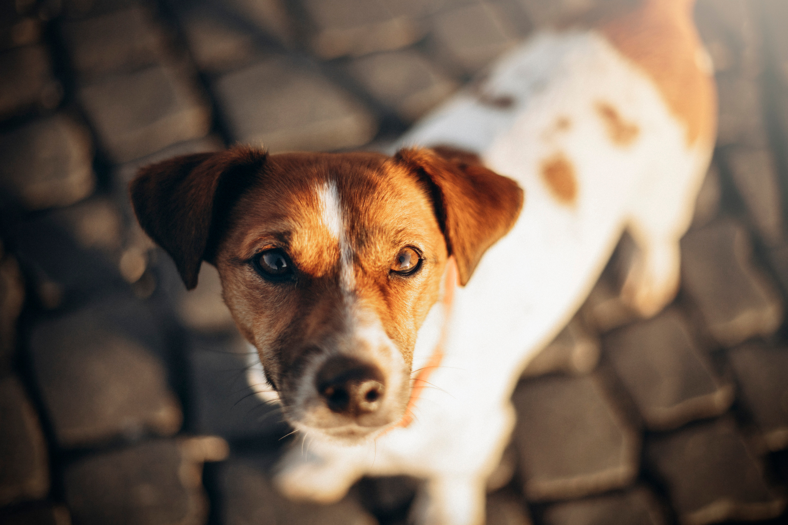 Лиза и Грета. Фотограф — Анималист | Санкт-Петербург