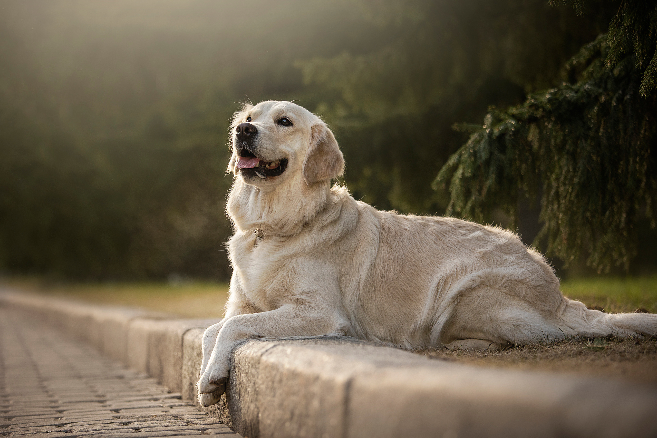 Молли и ее семья. Фотограф — Анималист | Санкт-Петербург