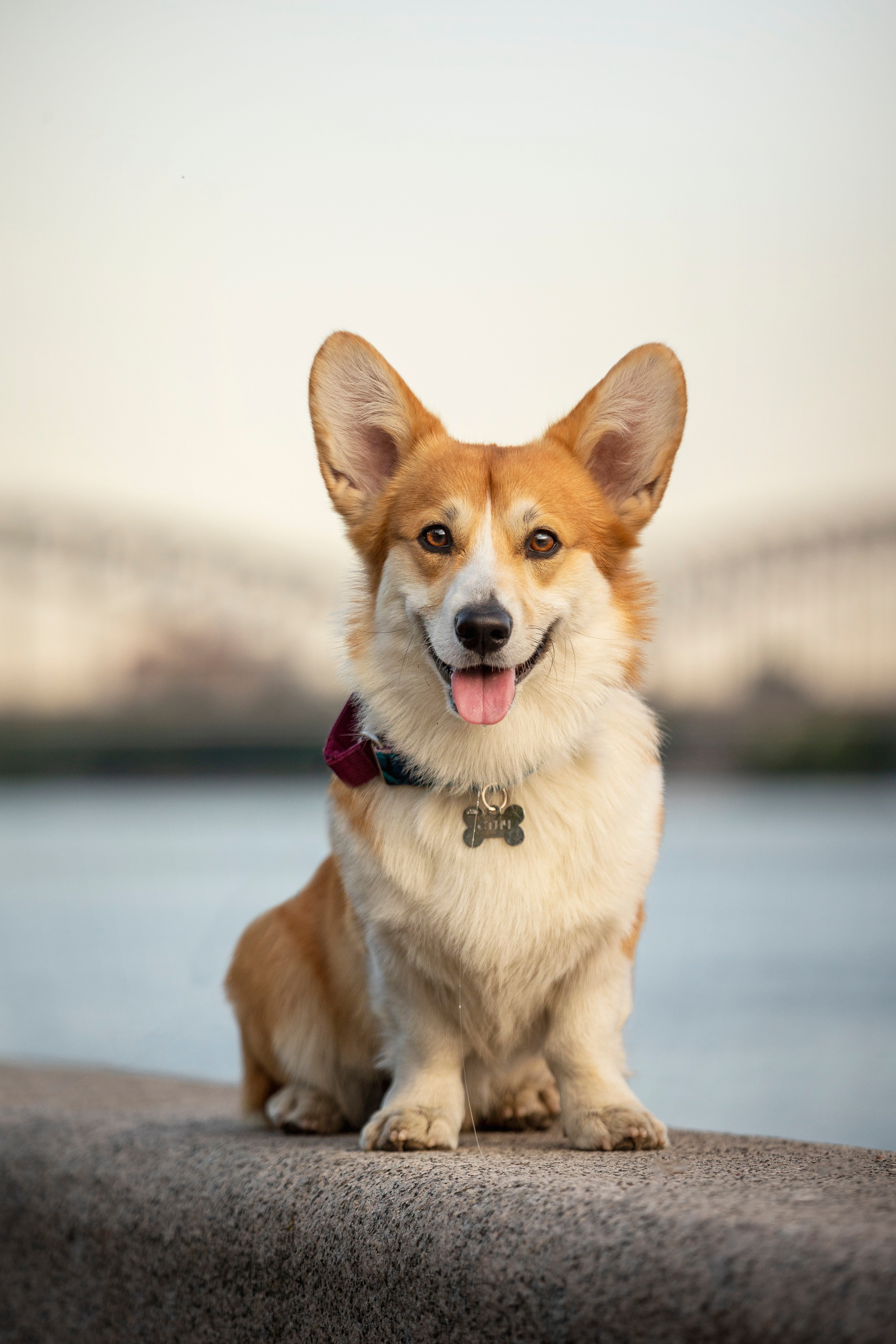 Настя и Стич. Фотограф — Анималист | Санкт-Петербург