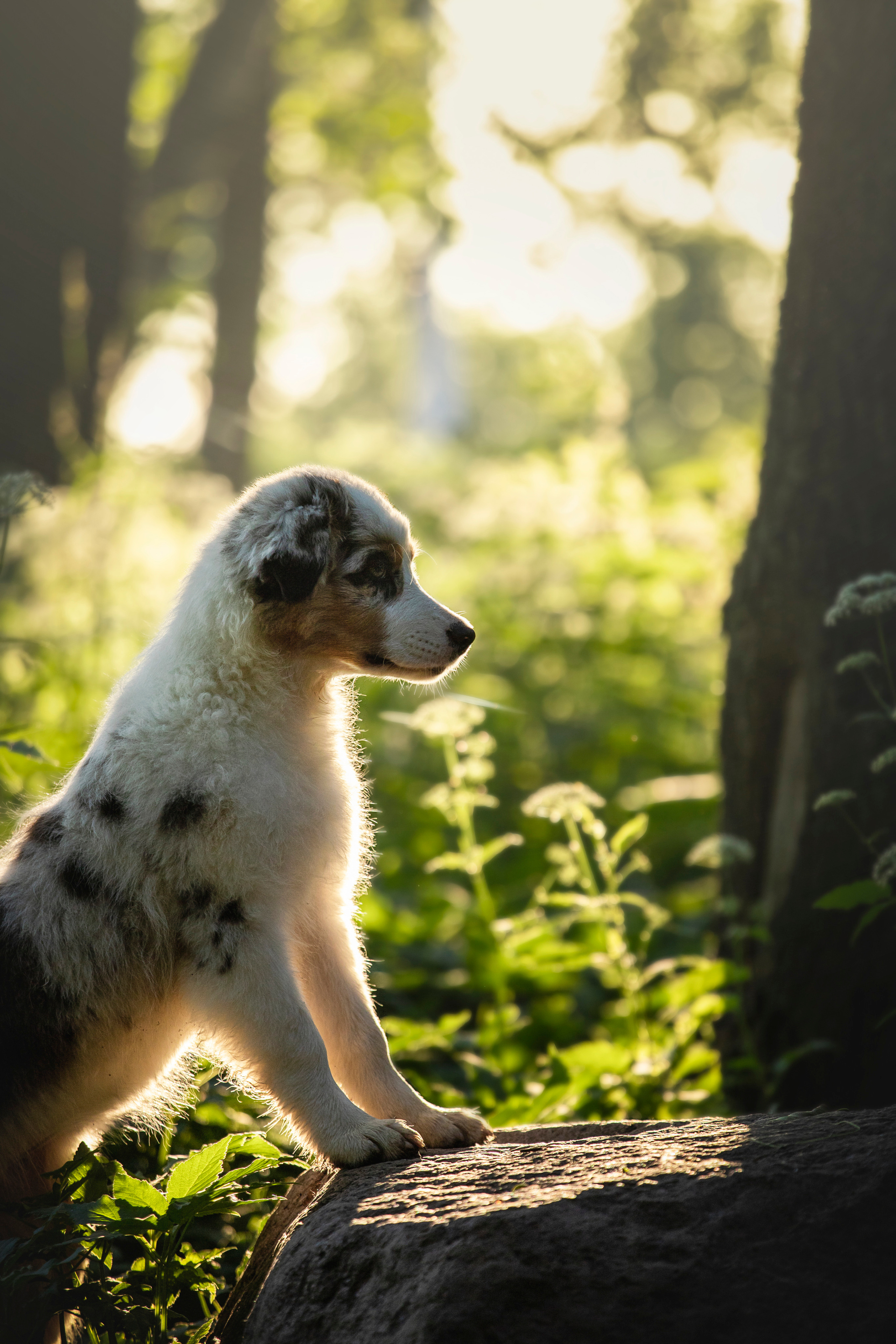 Ирина и Кайса. Фотограф — Анималист | Санкт-Петербург