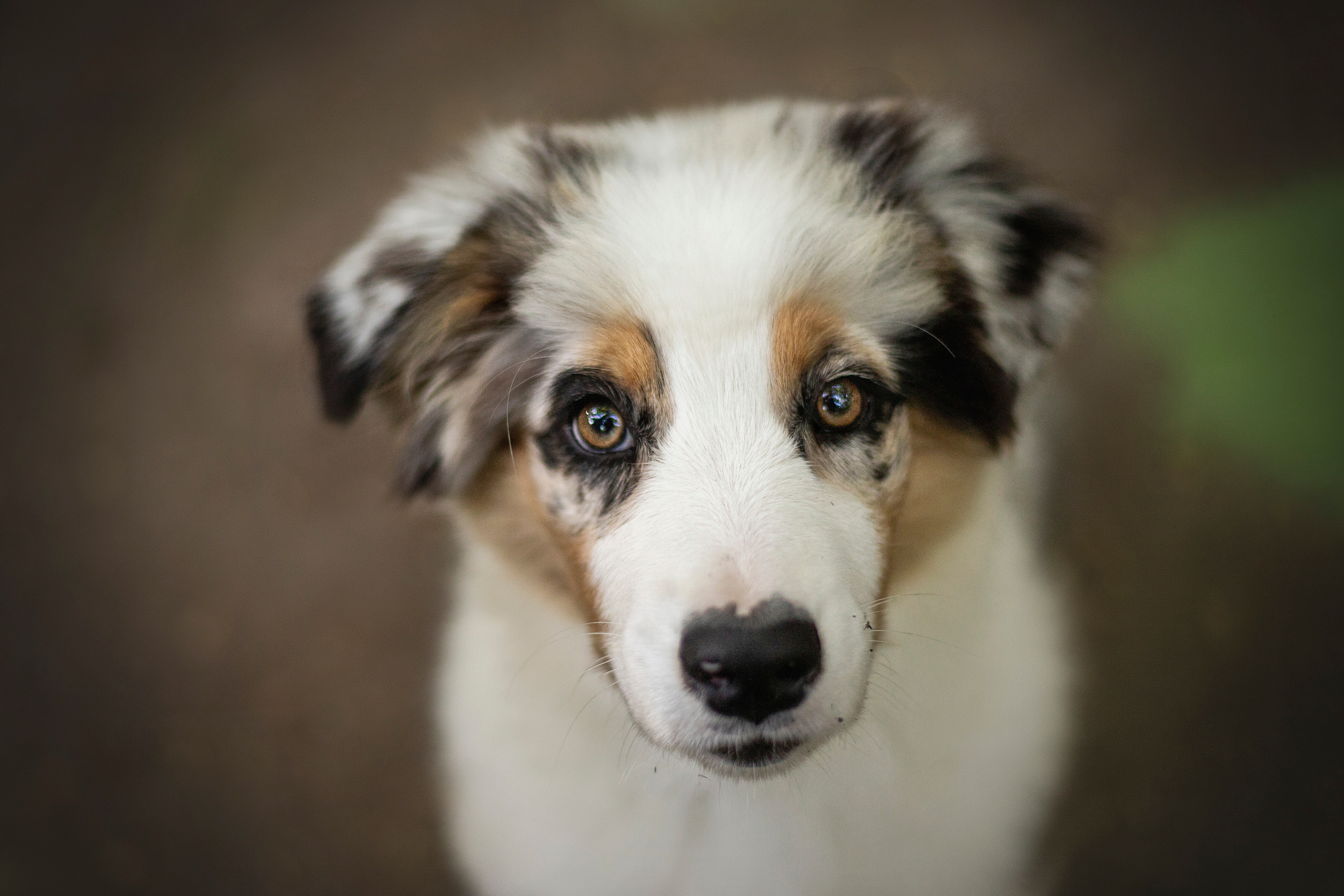 Ирина и Кайса. Фотограф — Анималист | Санкт-Петербург