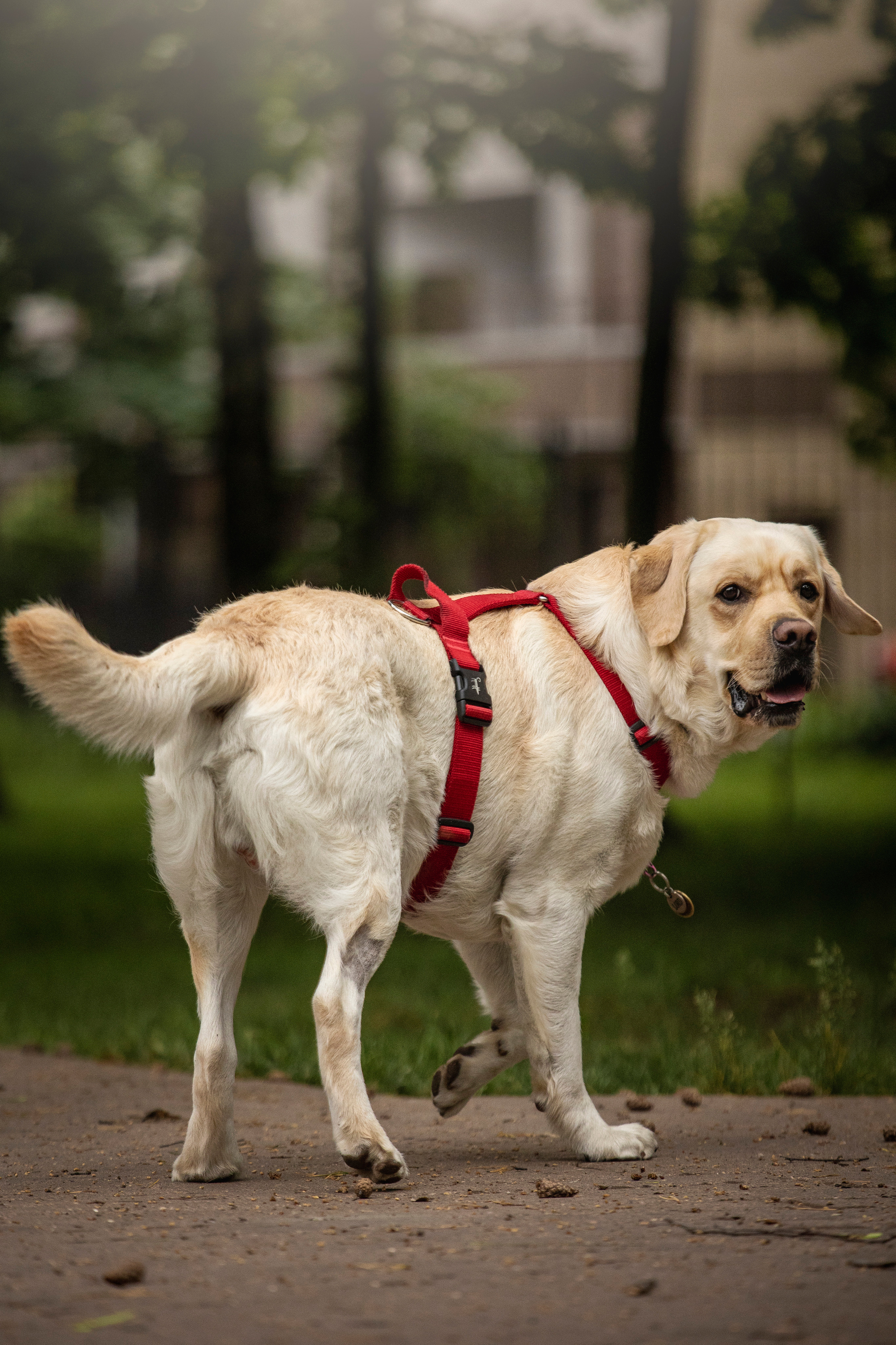 Наталья и Лорд. Фотограф — Анималист | Санкт-Петербург