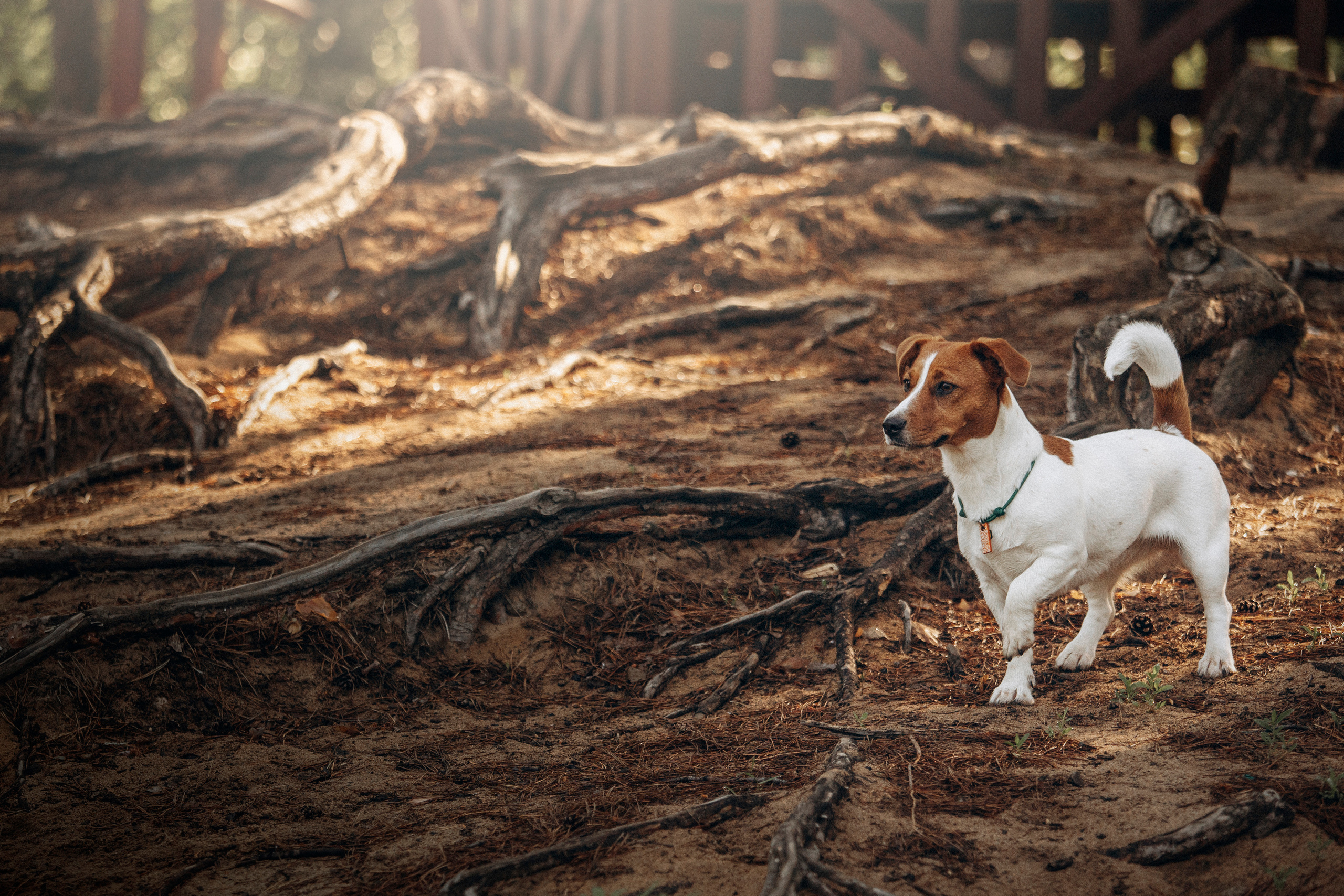 Наташа и Мерси. Фотограф — Анималист | Санкт-Петербург