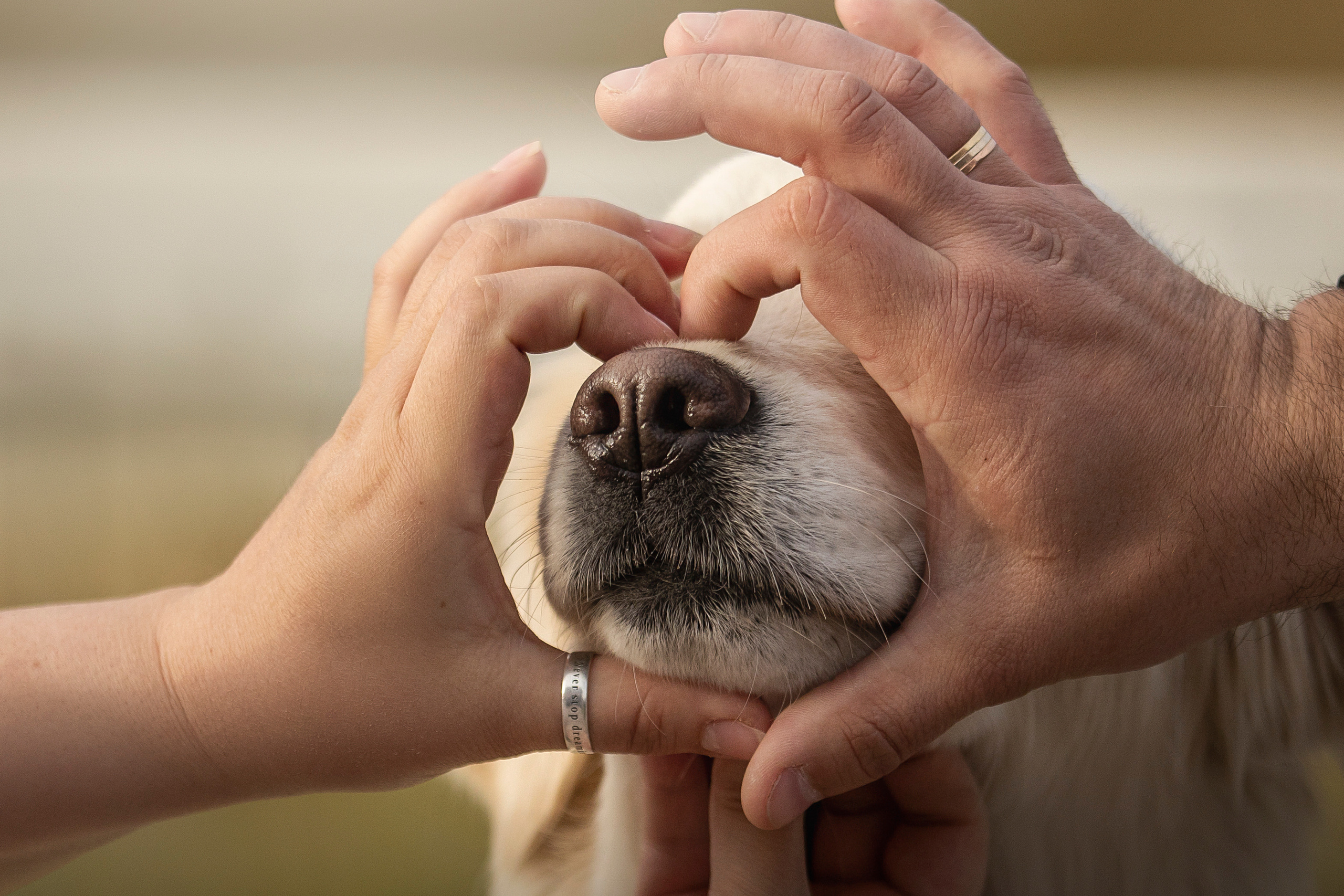 Молли и ее семья. Фотограф — Анималист | Санкт-Петербург