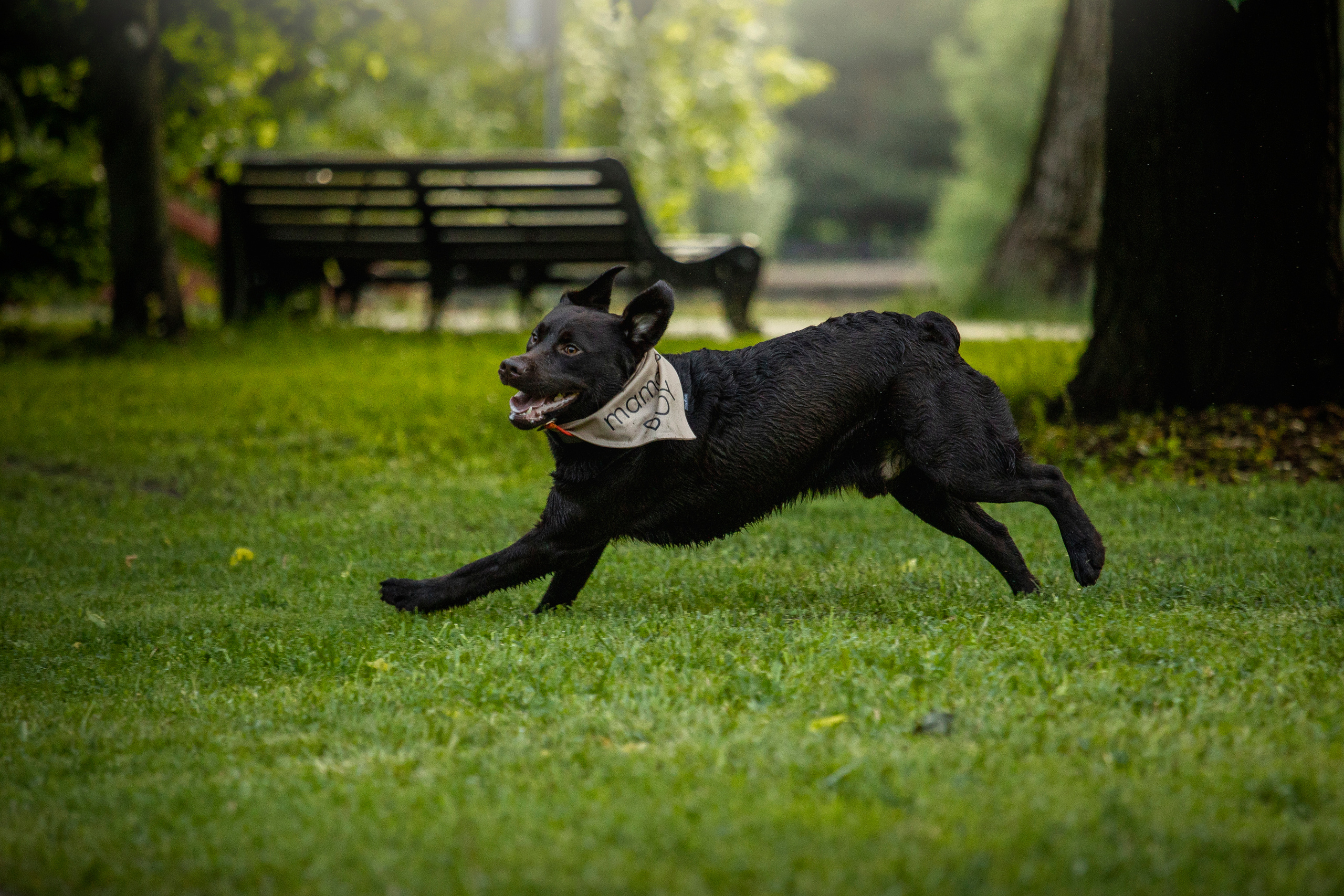 Арина и Сэмми. Фотограф — Анималист | Санкт-Петербург