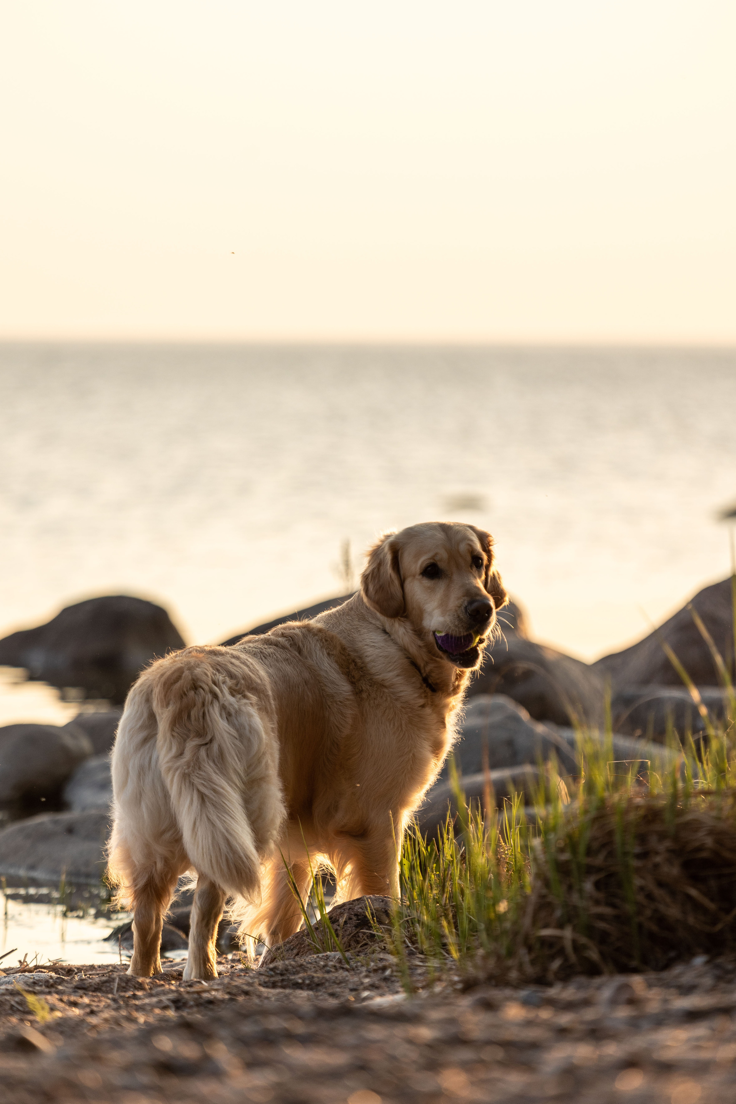 Марина и Чили. Фотограф — Анималист | Санкт-Петербург