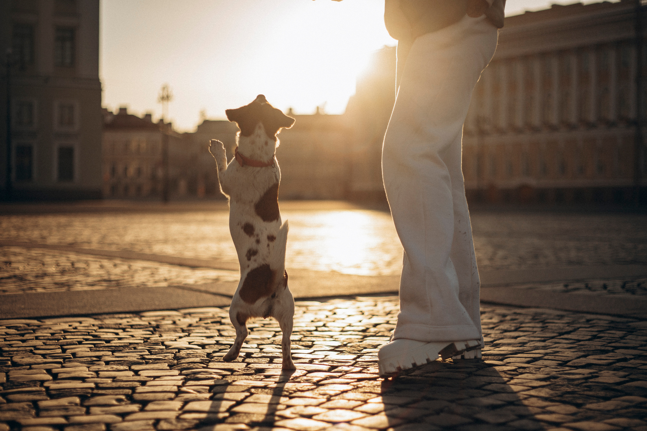 Лиза и Грета. Фотограф — Анималист | Санкт-Петербург