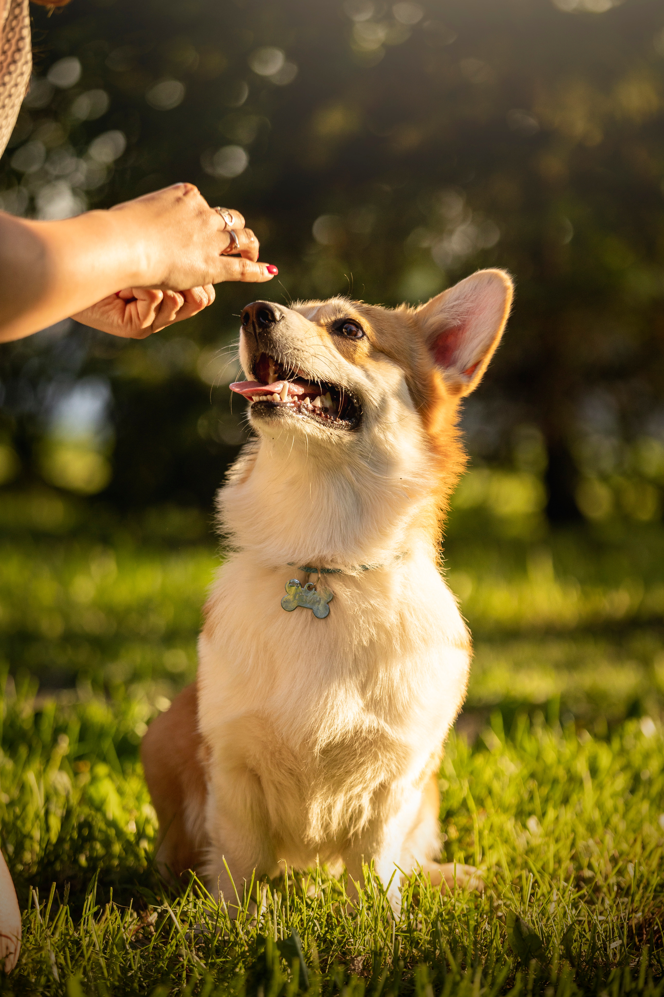 Настя и Стич. Фотограф — Анималист | Санкт-Петербург