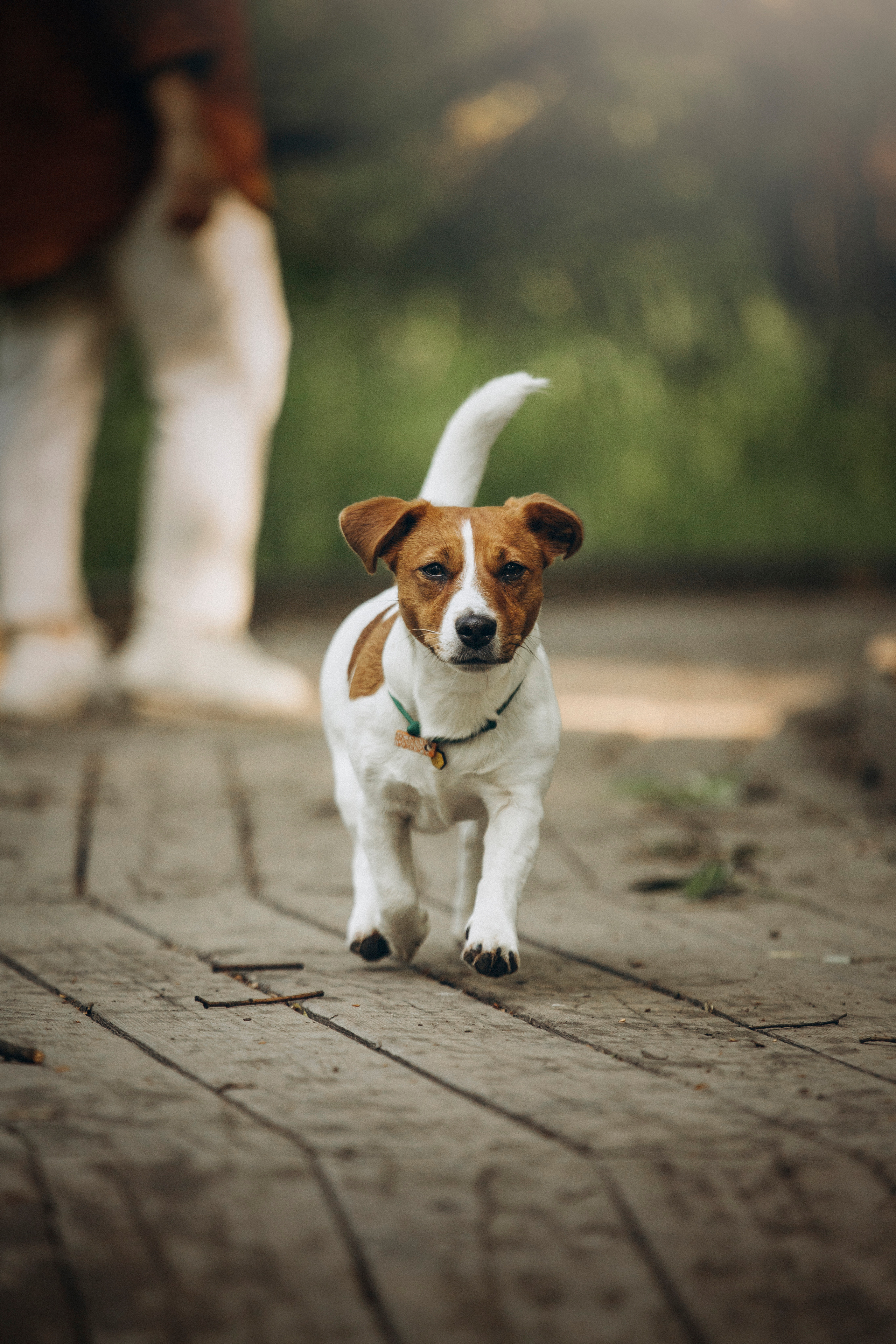 Наташа и Мерси. Фотограф — Анималист | Санкт-Петербург
