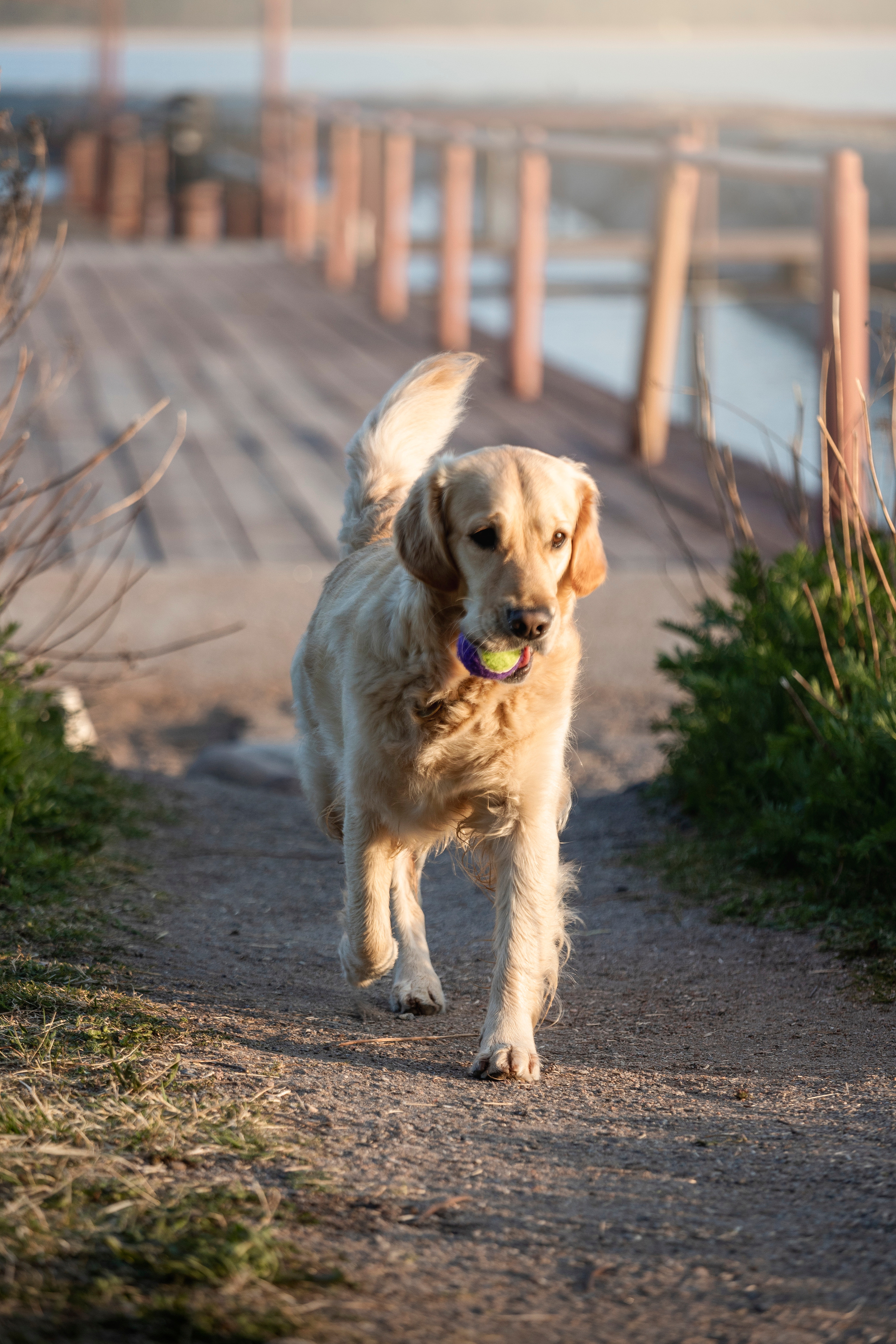 Марина и Чили. Фотограф — Анималист | Санкт-Петербург