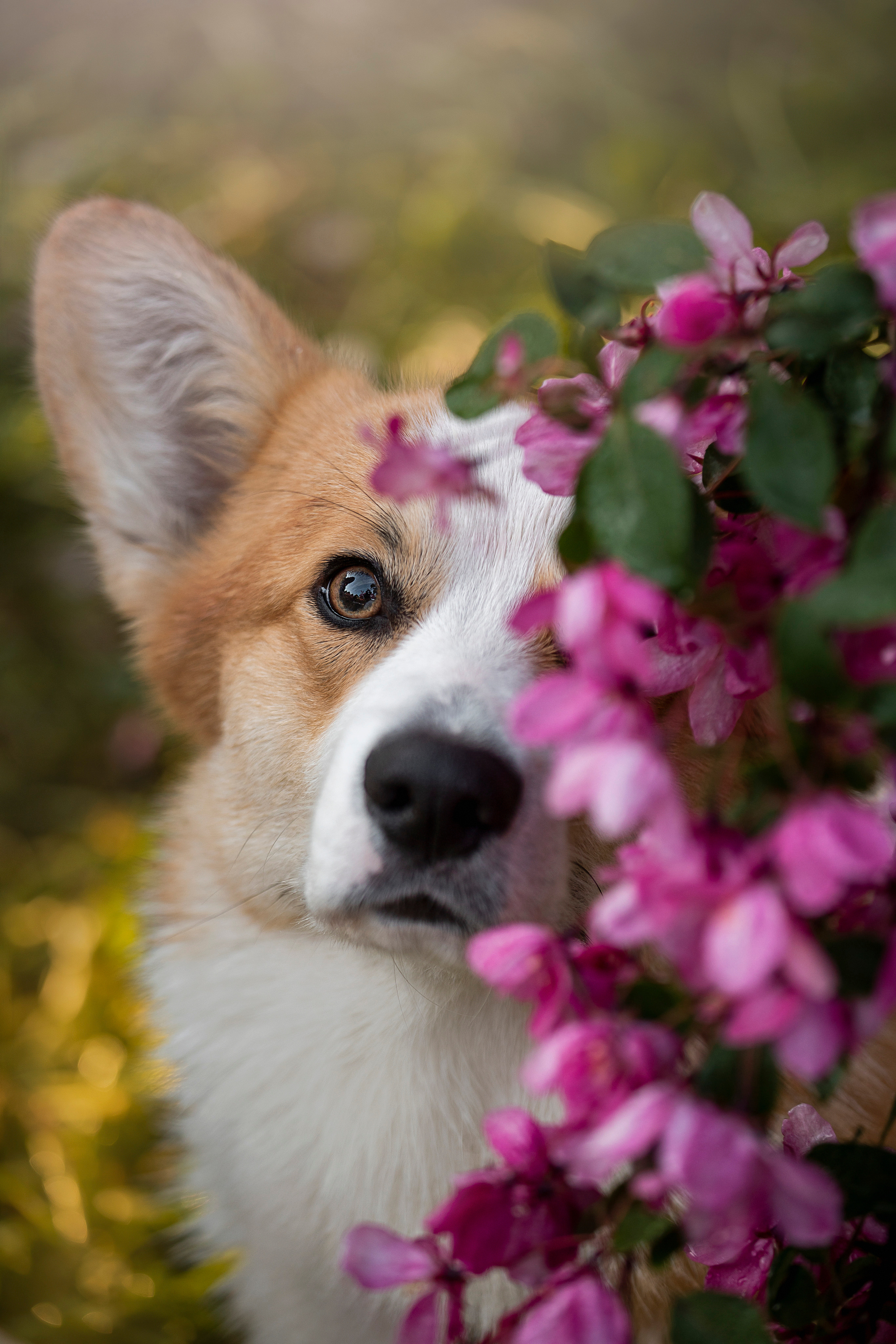Юля и Лео. Фотограф — Анималист | Санкт-Петербург