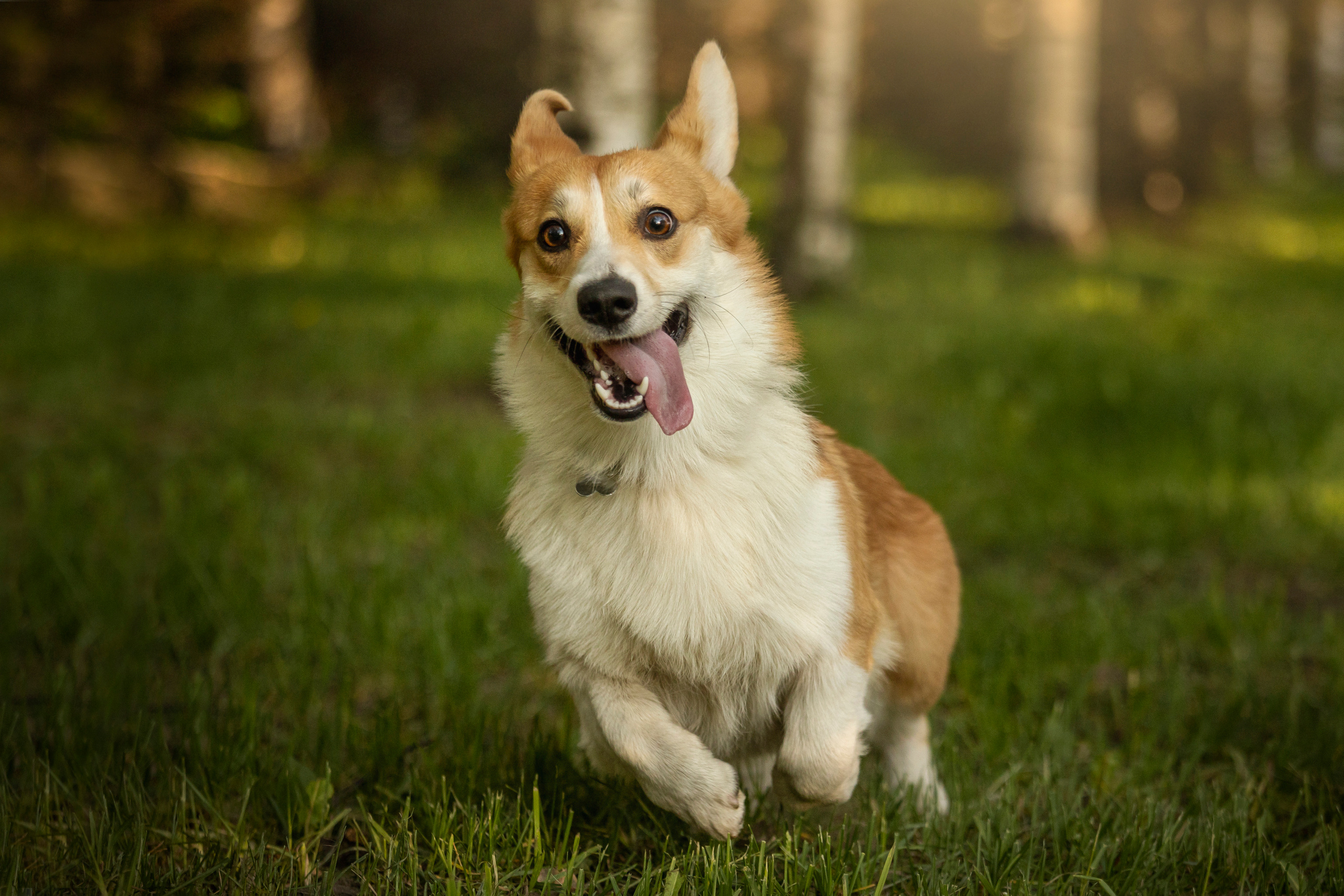 Настя и Стич. Фотограф — Анималист | Санкт-Петербург