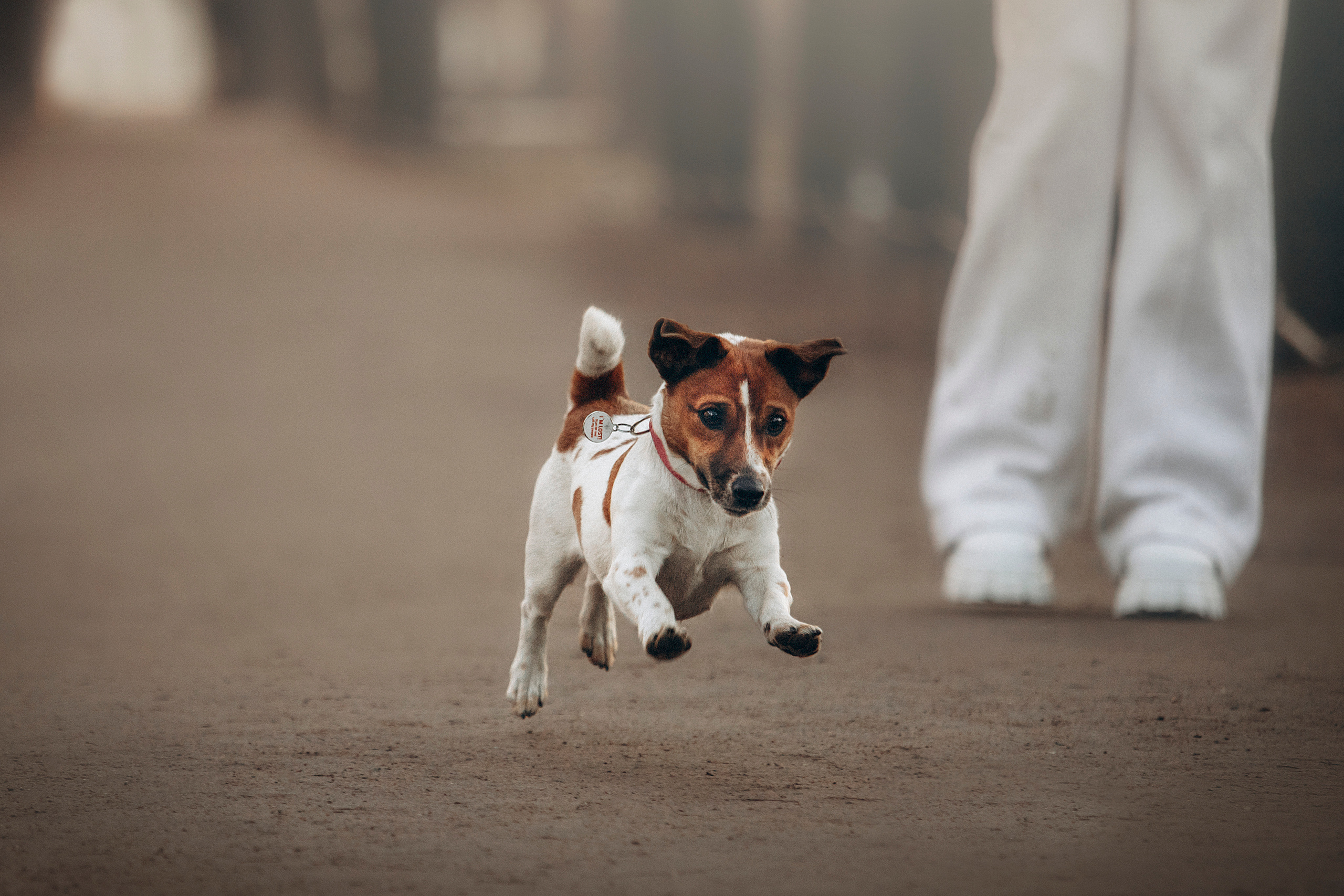 Лиза и Грета. Фотограф — Анималист | Санкт-Петербург
