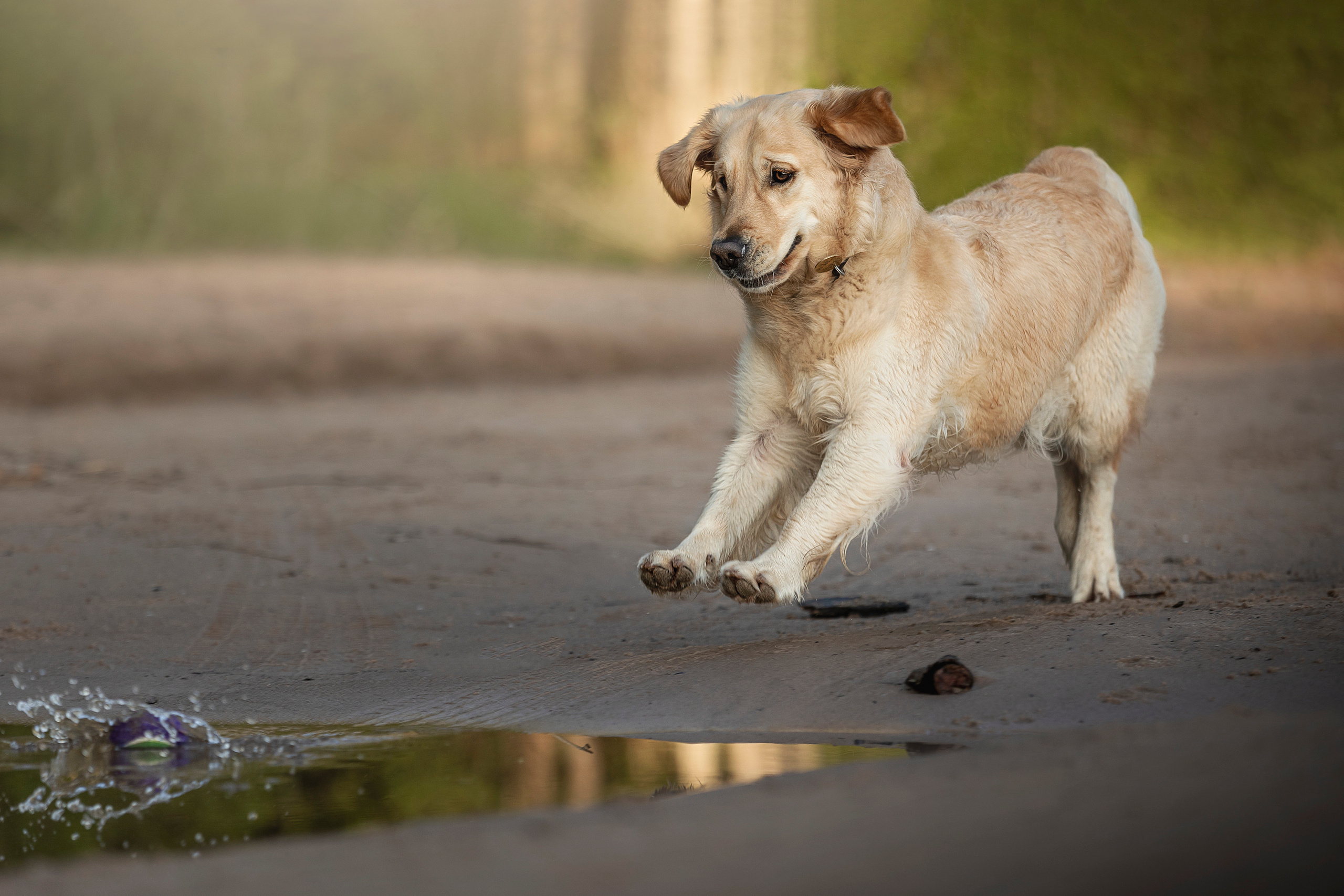 Марина и Чили. Фотограф — Анималист | Санкт-Петербург