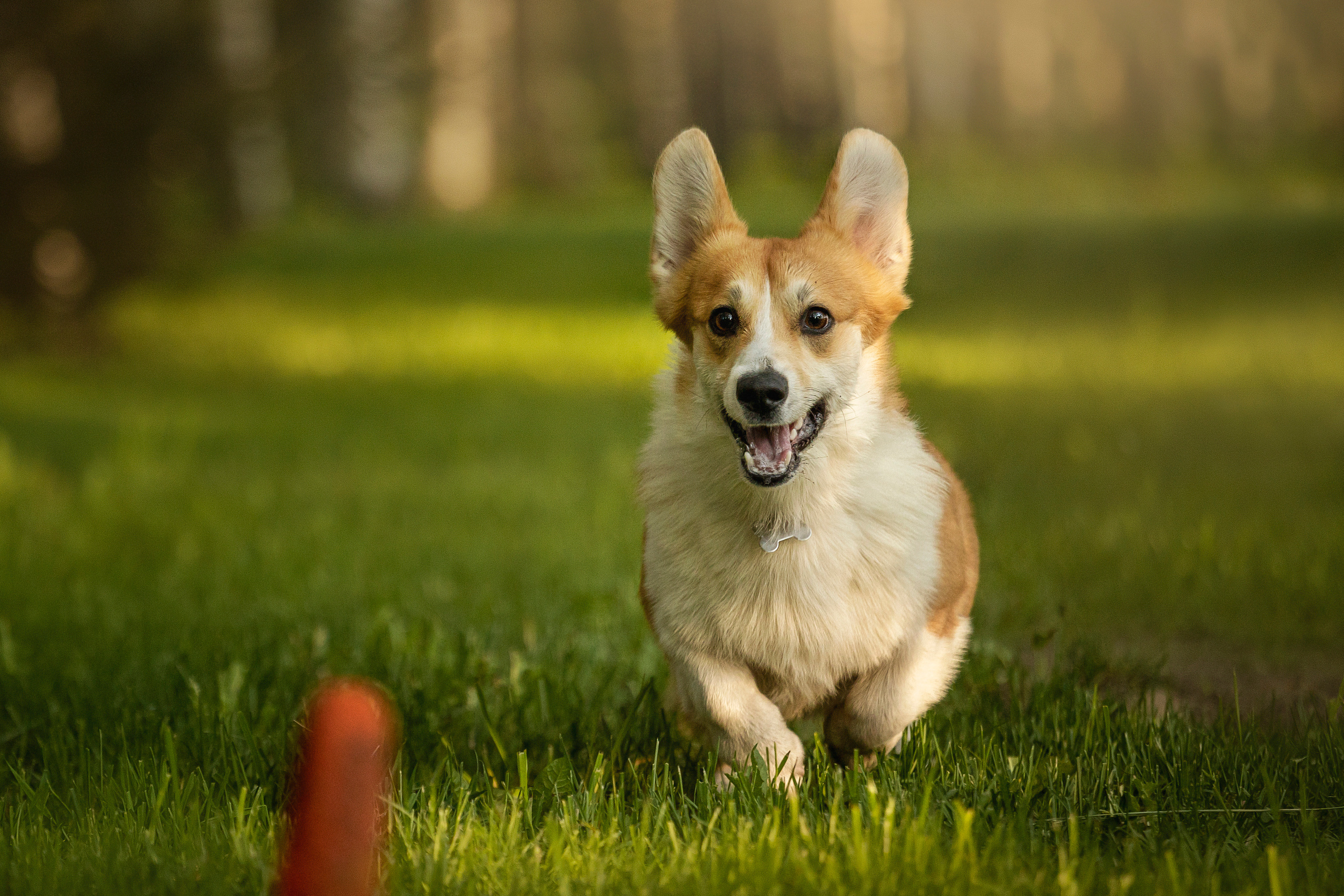 Настя и Стич. Фотограф — Анималист | Санкт-Петербург