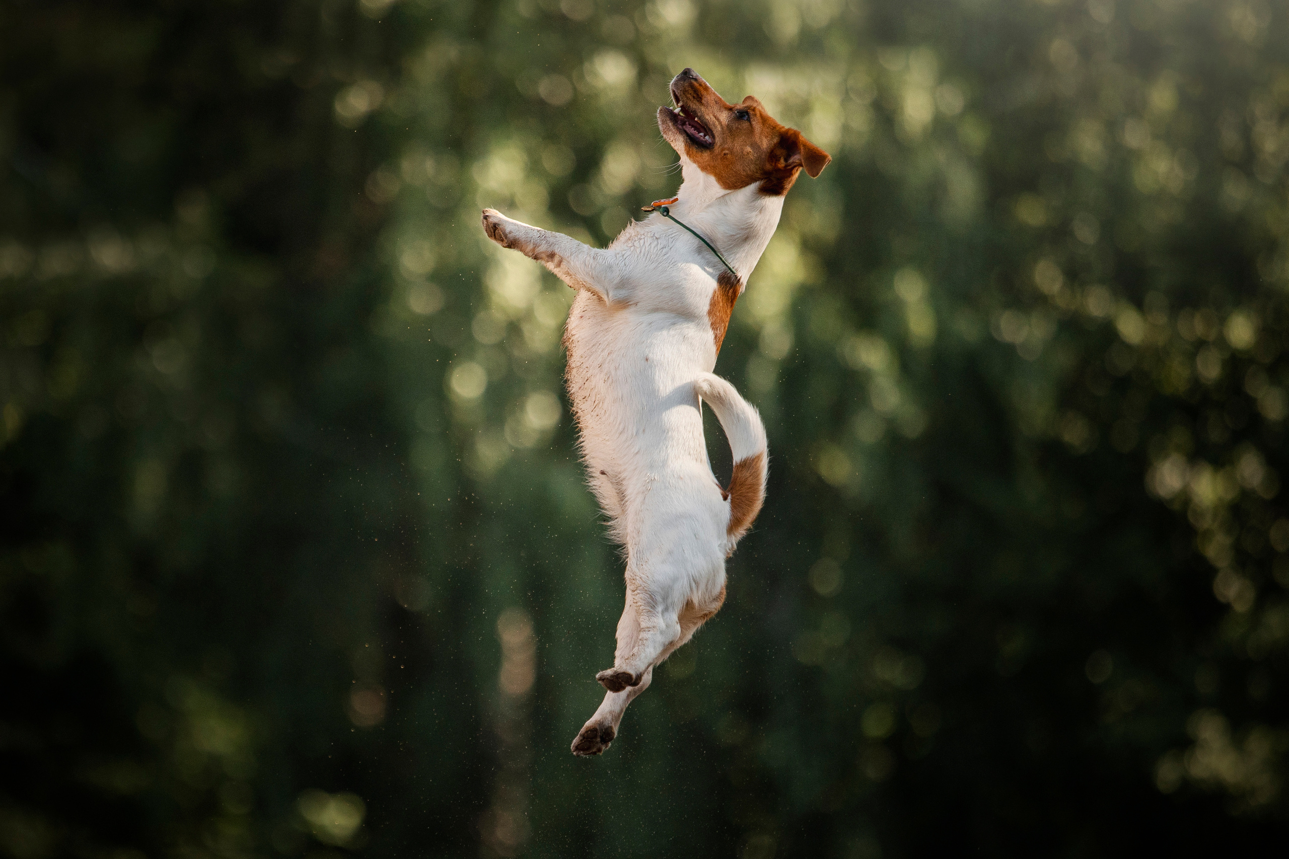 Наташа и Мерси. Фотограф — Анималист | Санкт-Петербург