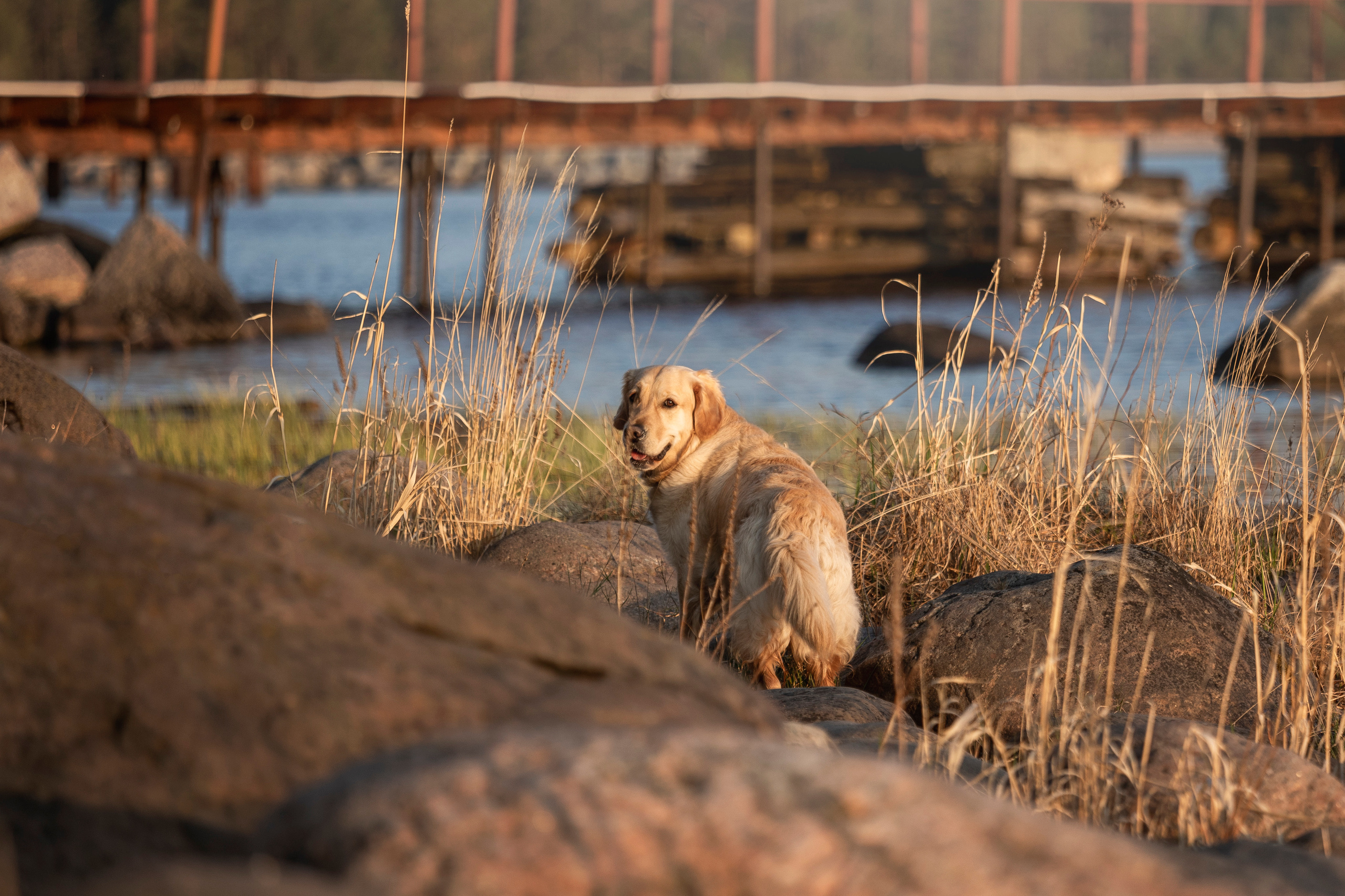 Марина и Чили. Фотограф — Анималист | Санкт-Петербург