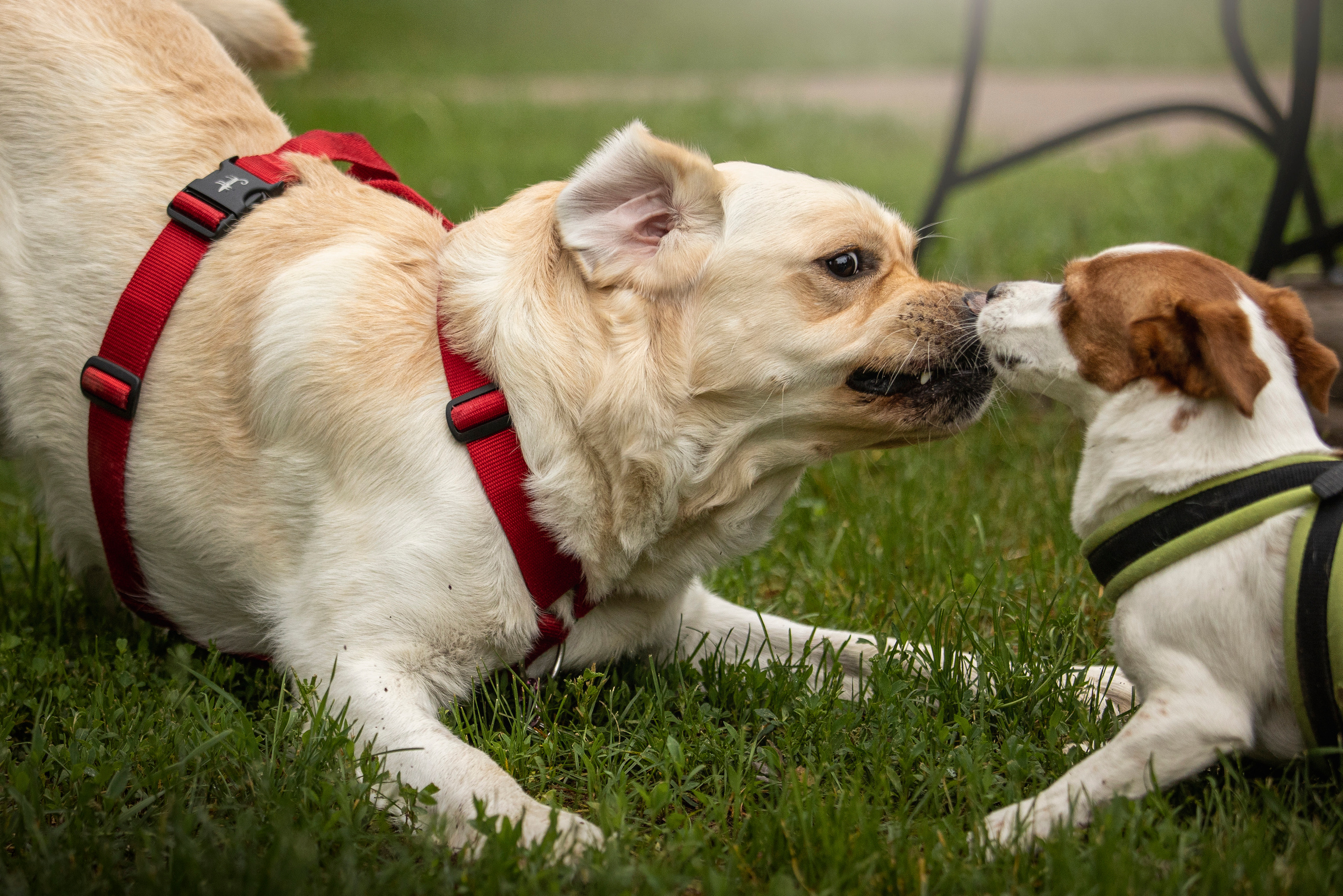 Наталья и Лорд. Фотограф — Анималист | Санкт-Петербург