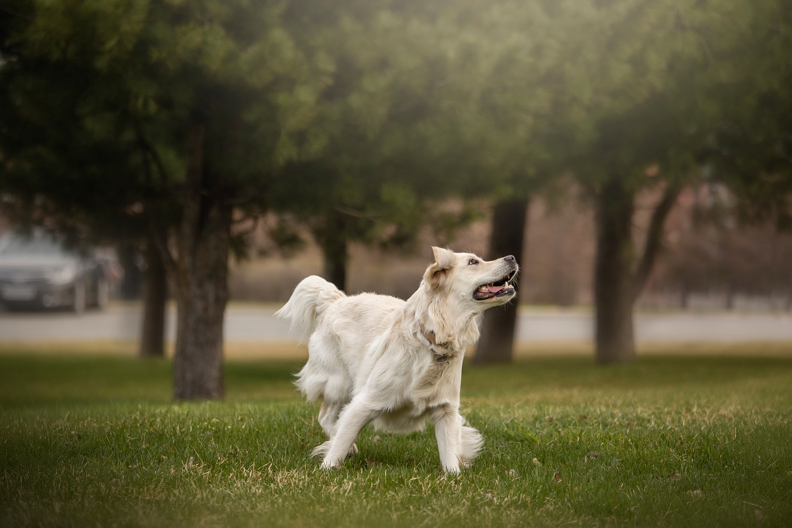 Молли и ее семья. Фотограф — Анималист | Санкт-Петербург