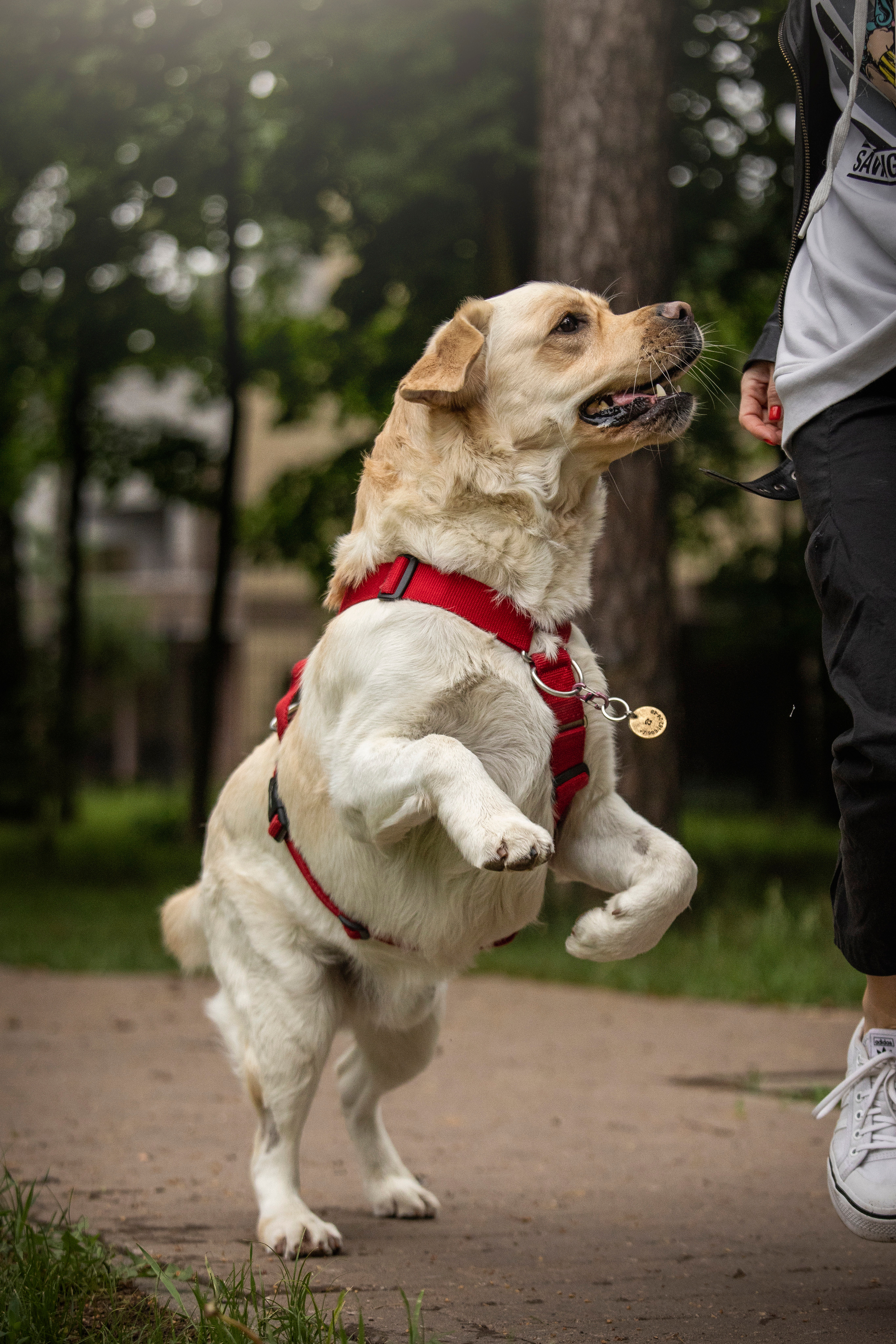 Наталья и Лорд. Фотограф — Анималист | Санкт-Петербург