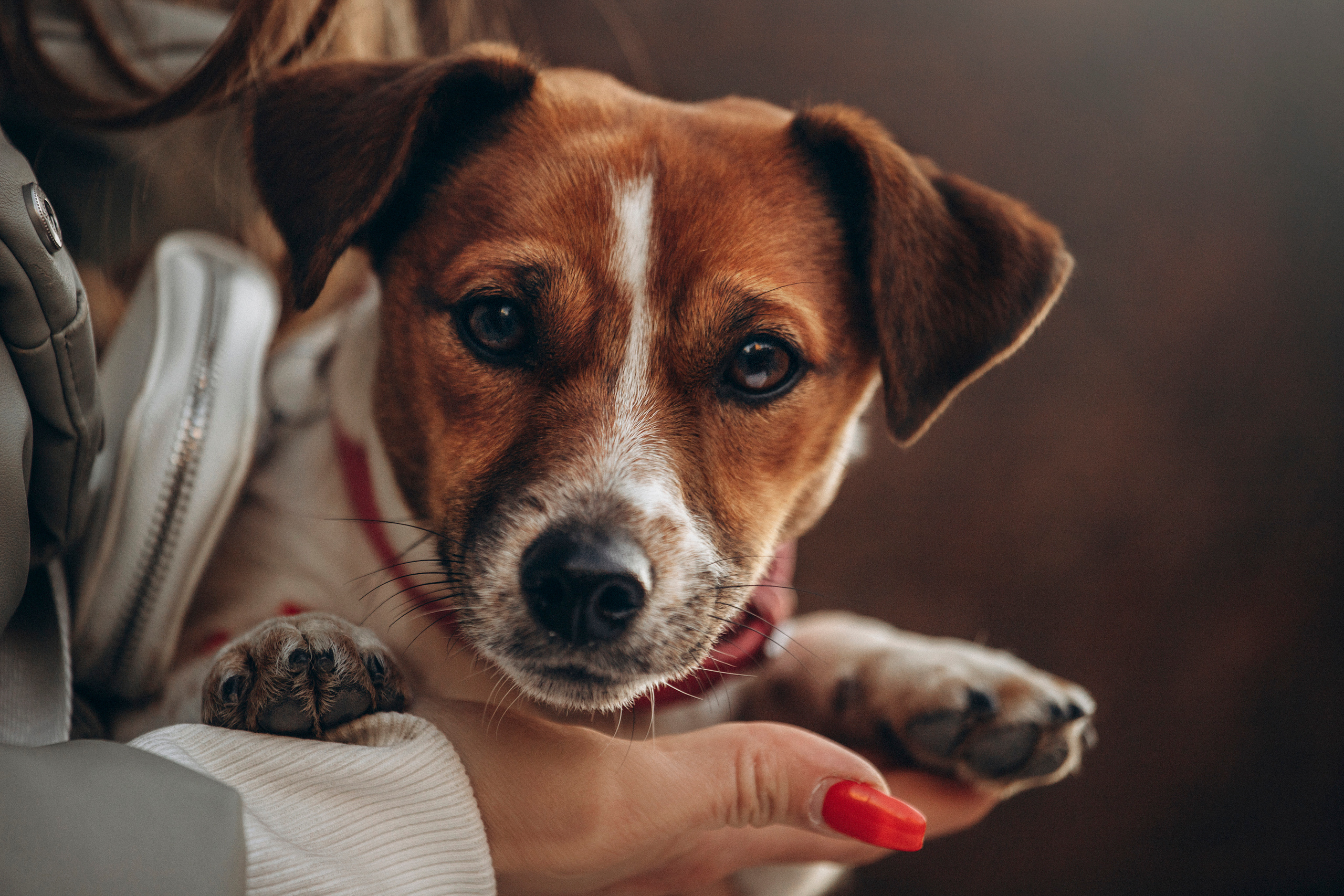 Лиза и Грета. Фотограф — Анималист | Санкт-Петербург