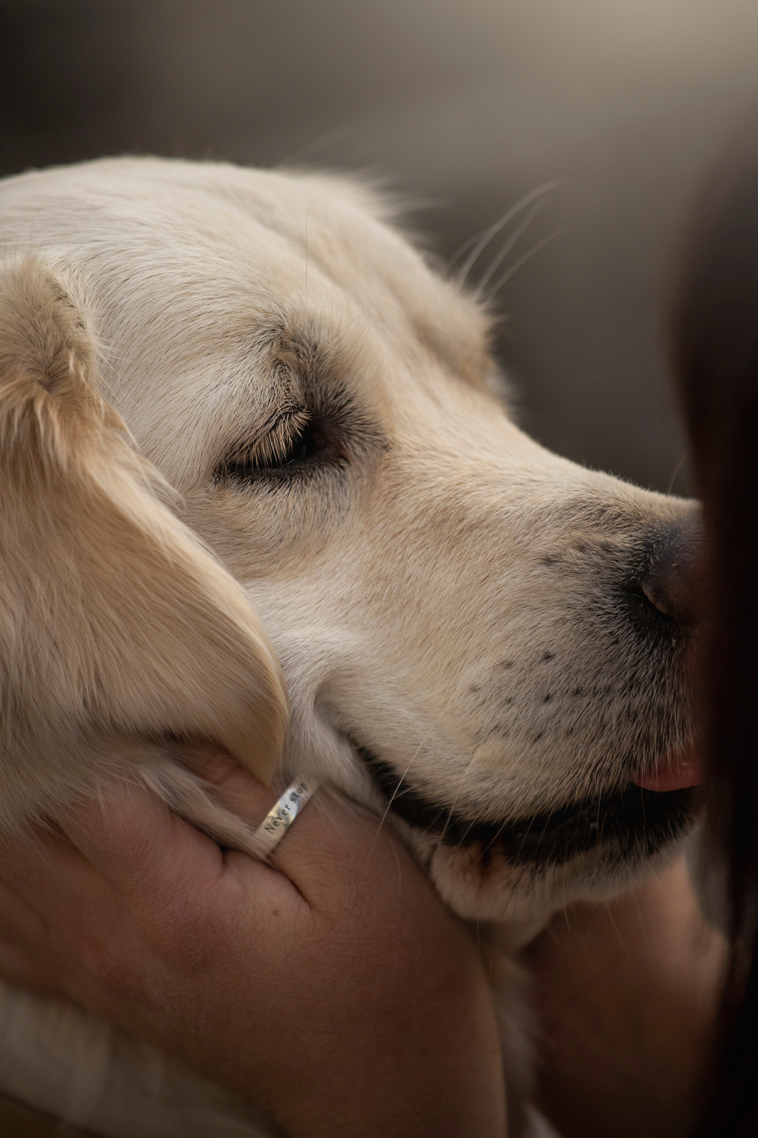 Молли и ее семья. Фотограф — Анималист | Санкт-Петербург