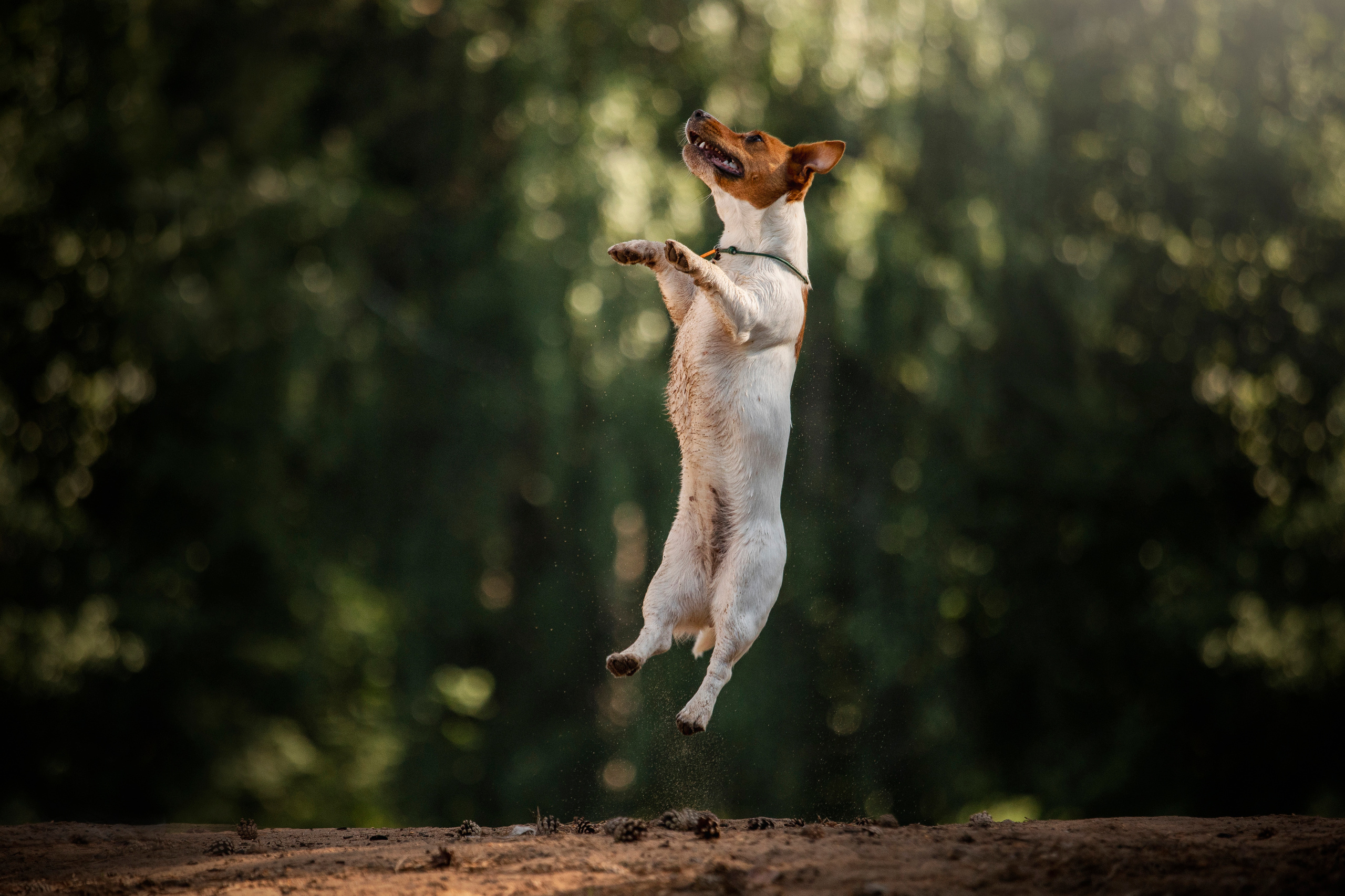 Наташа и Мерси. Фотограф — Анималист | Санкт-Петербург