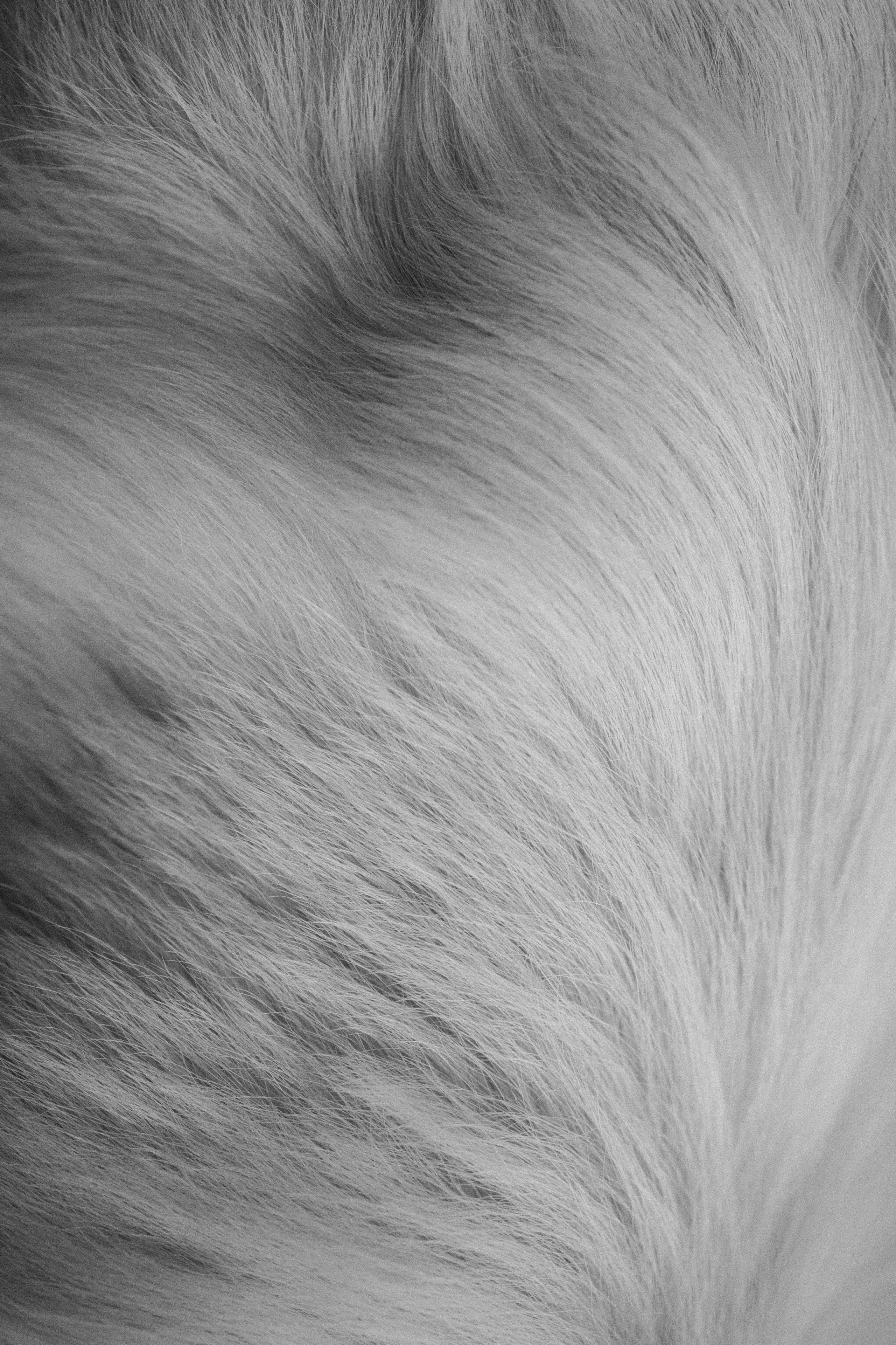 Лаки и его семья. Фотограф — Анималист | Санкт-Петербург