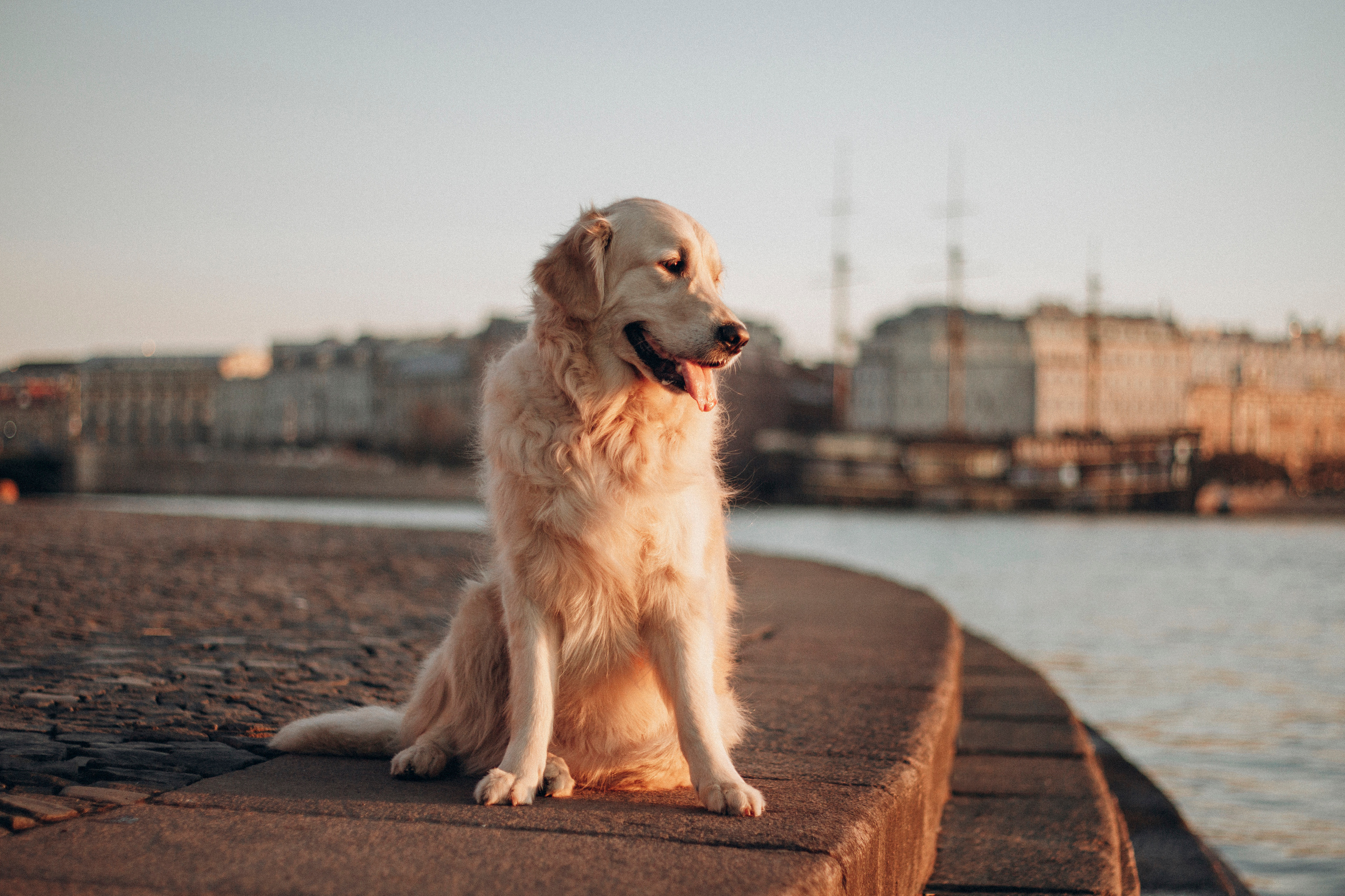 Настя и Марси. Фотограф — Анималист | Санкт-Петербург