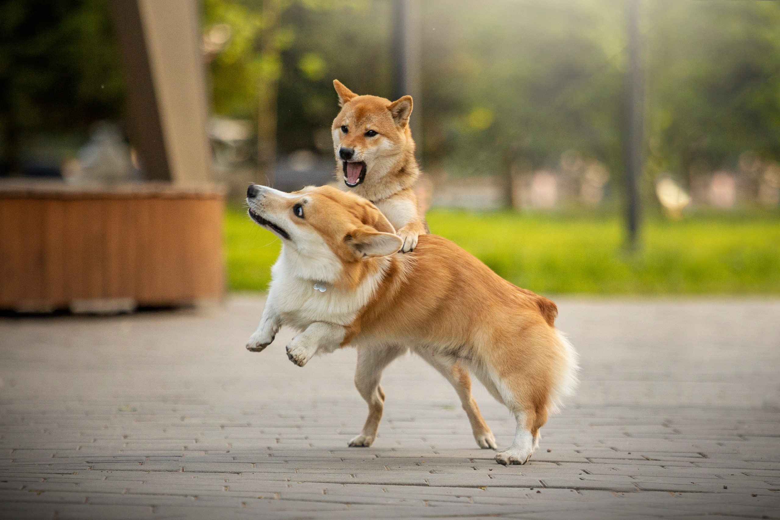 Настя и Стич. Фотограф — Анималист | Санкт-Петербург
