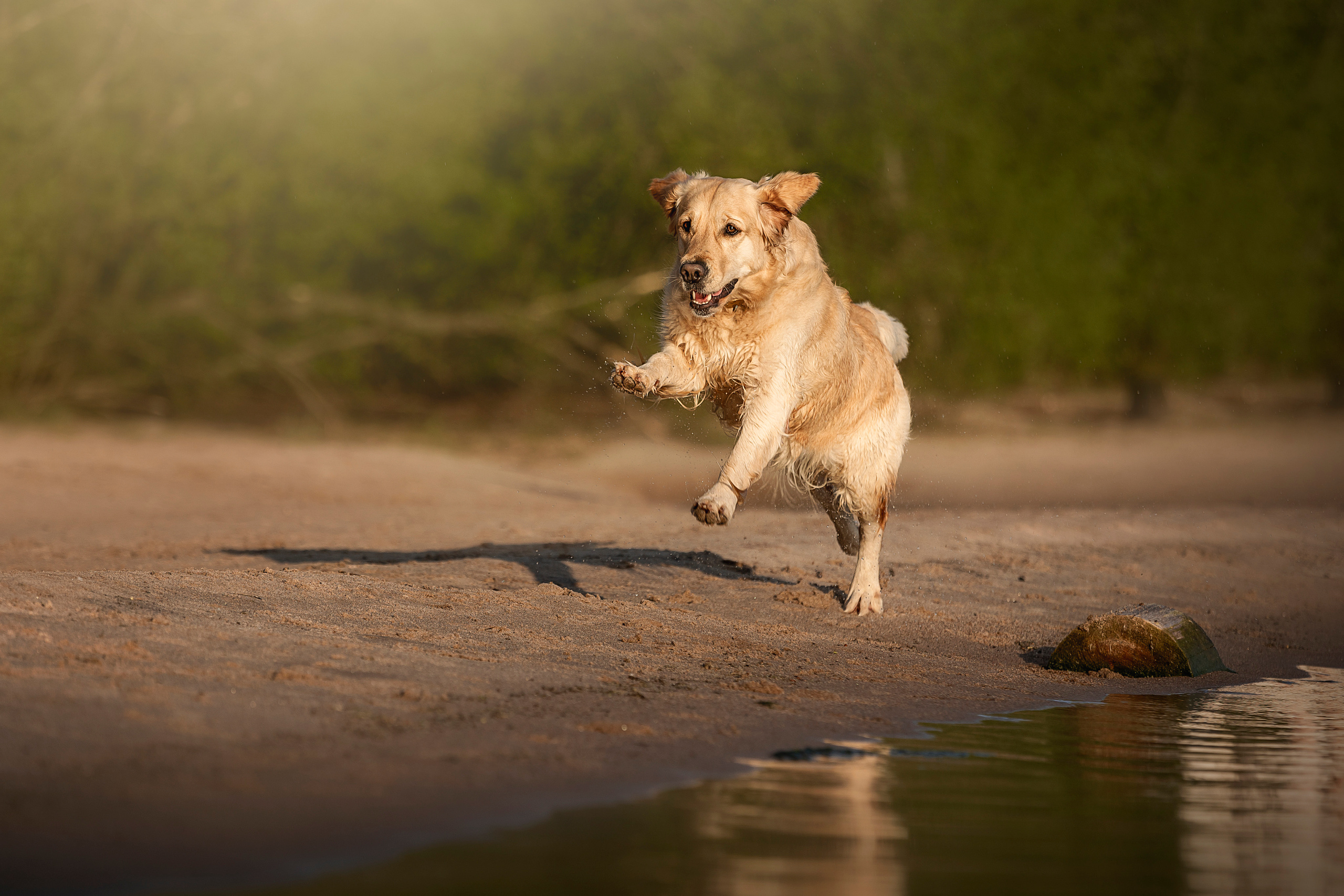 Марина и Чили. Фотограф — Анималист | Санкт-Петербург