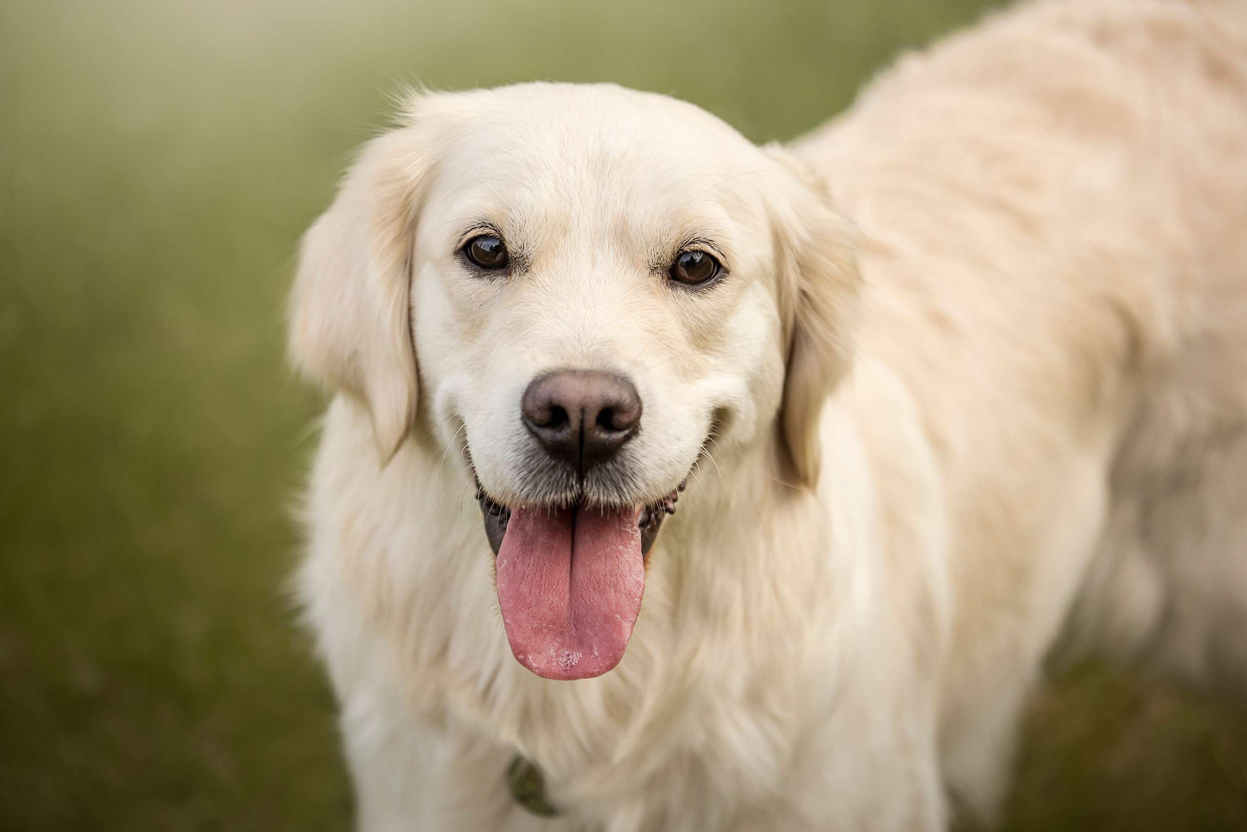 Молли и ее семья. Фотограф — Анималист | Санкт-Петербург
