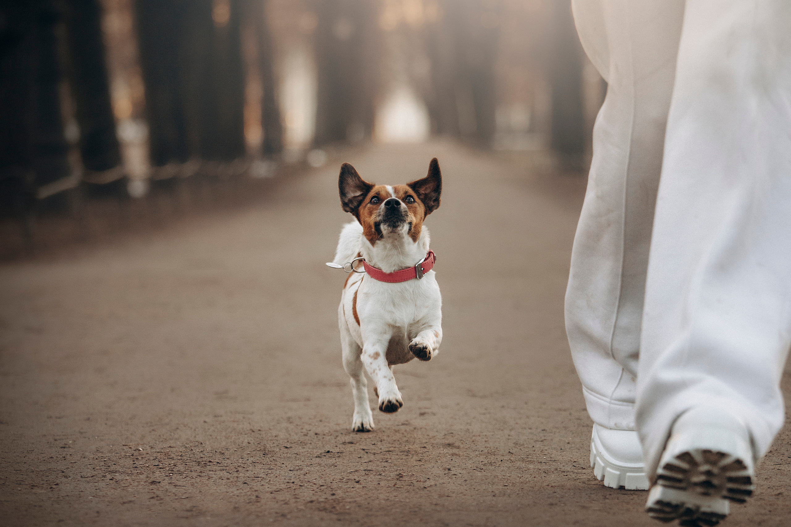 Лиза и Грета. Фотограф — Анималист | Санкт-Петербург