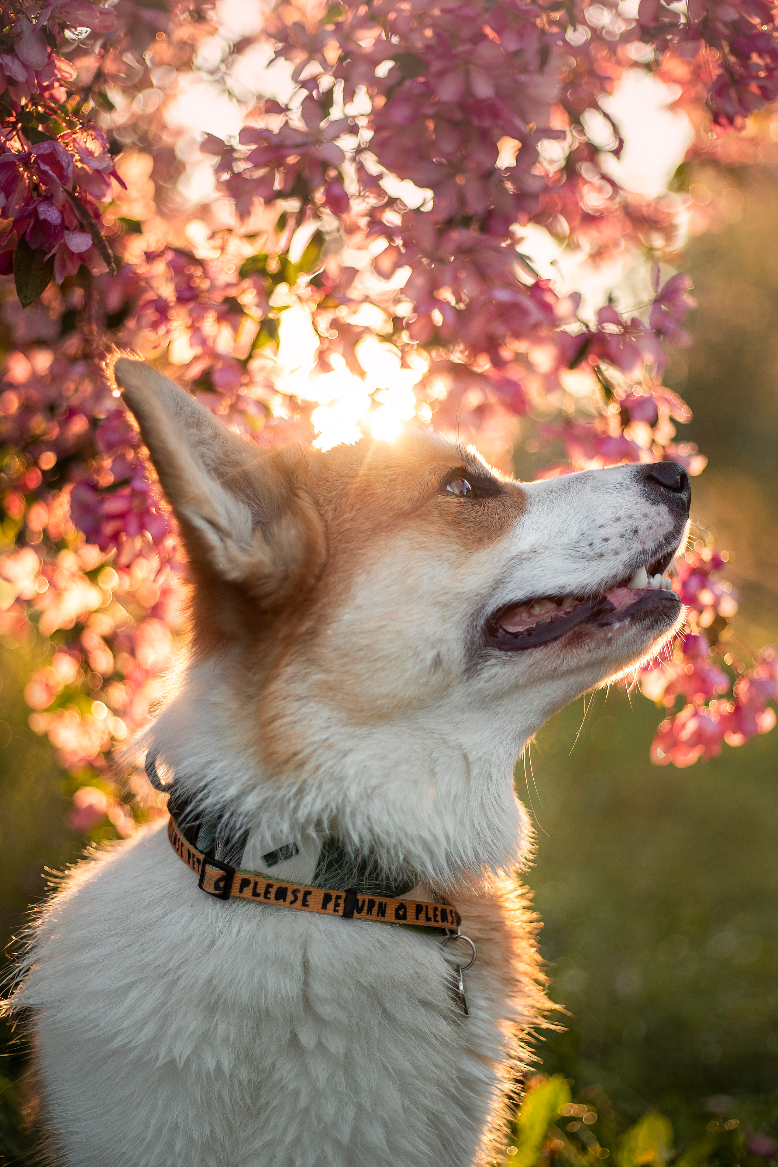 Юля и Лео. Фотограф — Анималист | Санкт-Петербург