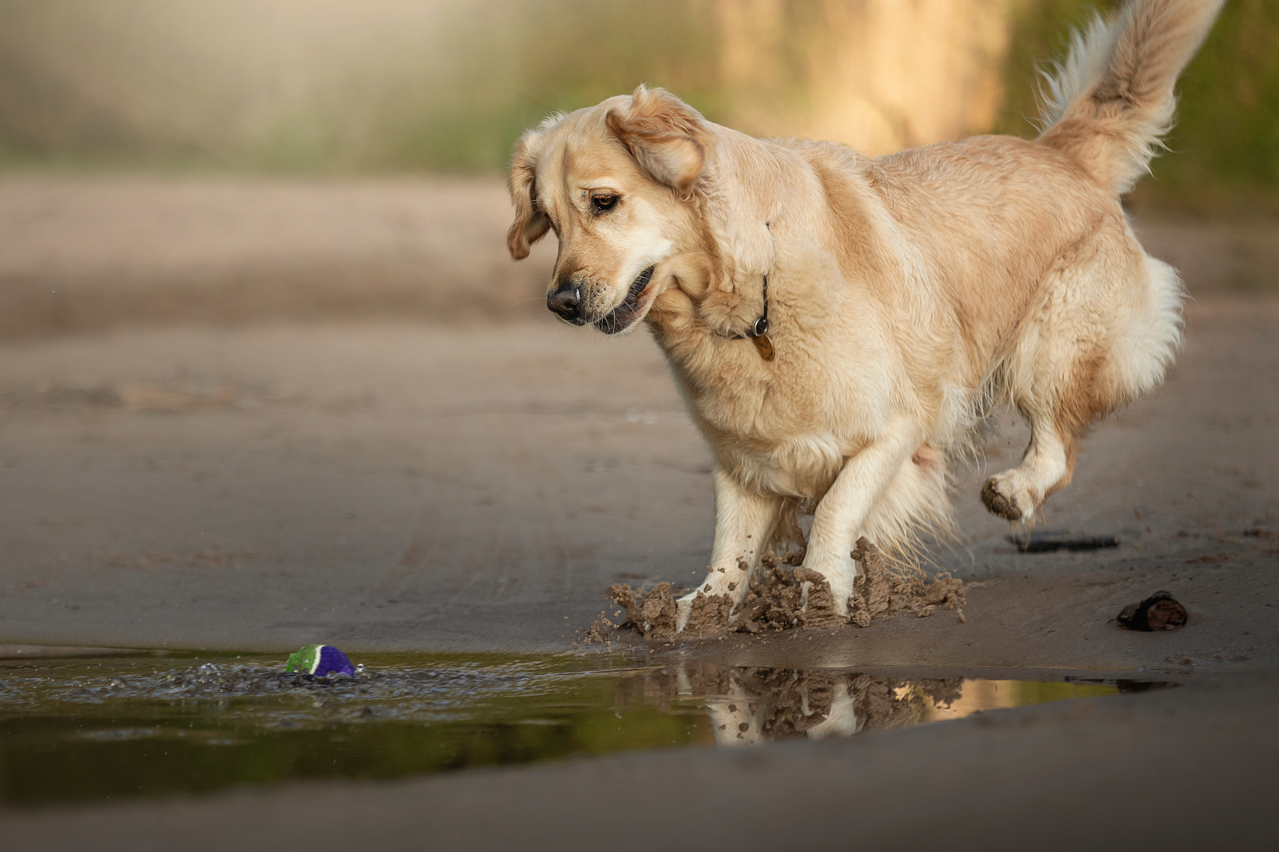 Марина и Чили. Фотограф — Анималист | Санкт-Петербург