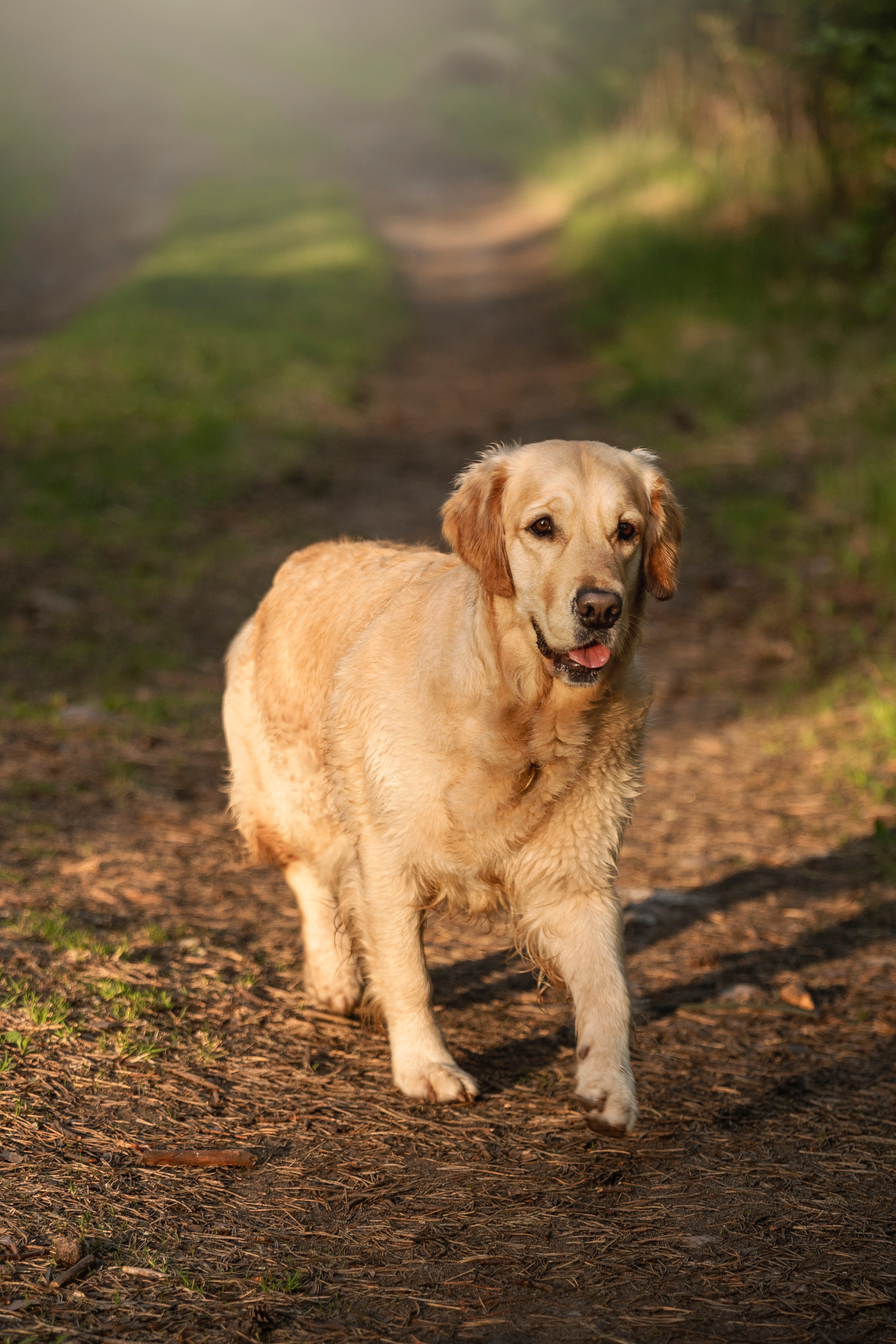 Марина и Чили. Фотограф — Анималист | Санкт-Петербург