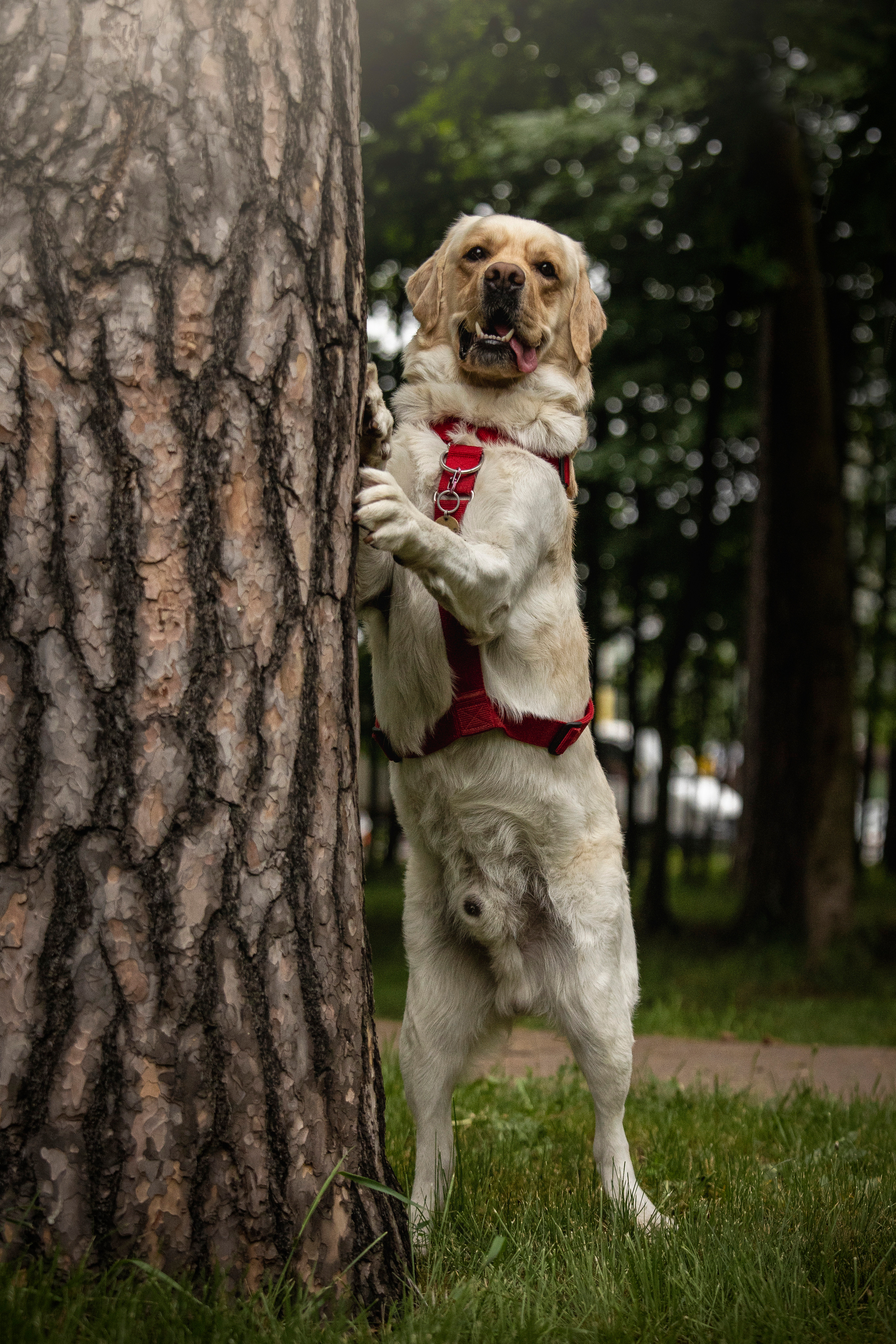 Наталья и Лорд. Фотограф — Анималист | Санкт-Петербург