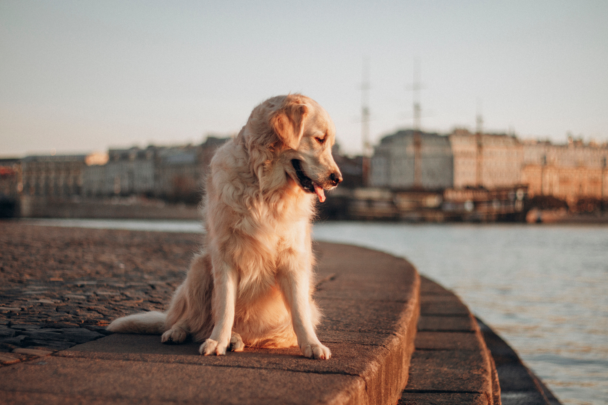 Настя и Марси. Фотограф — Анималист | Санкт-Петербург