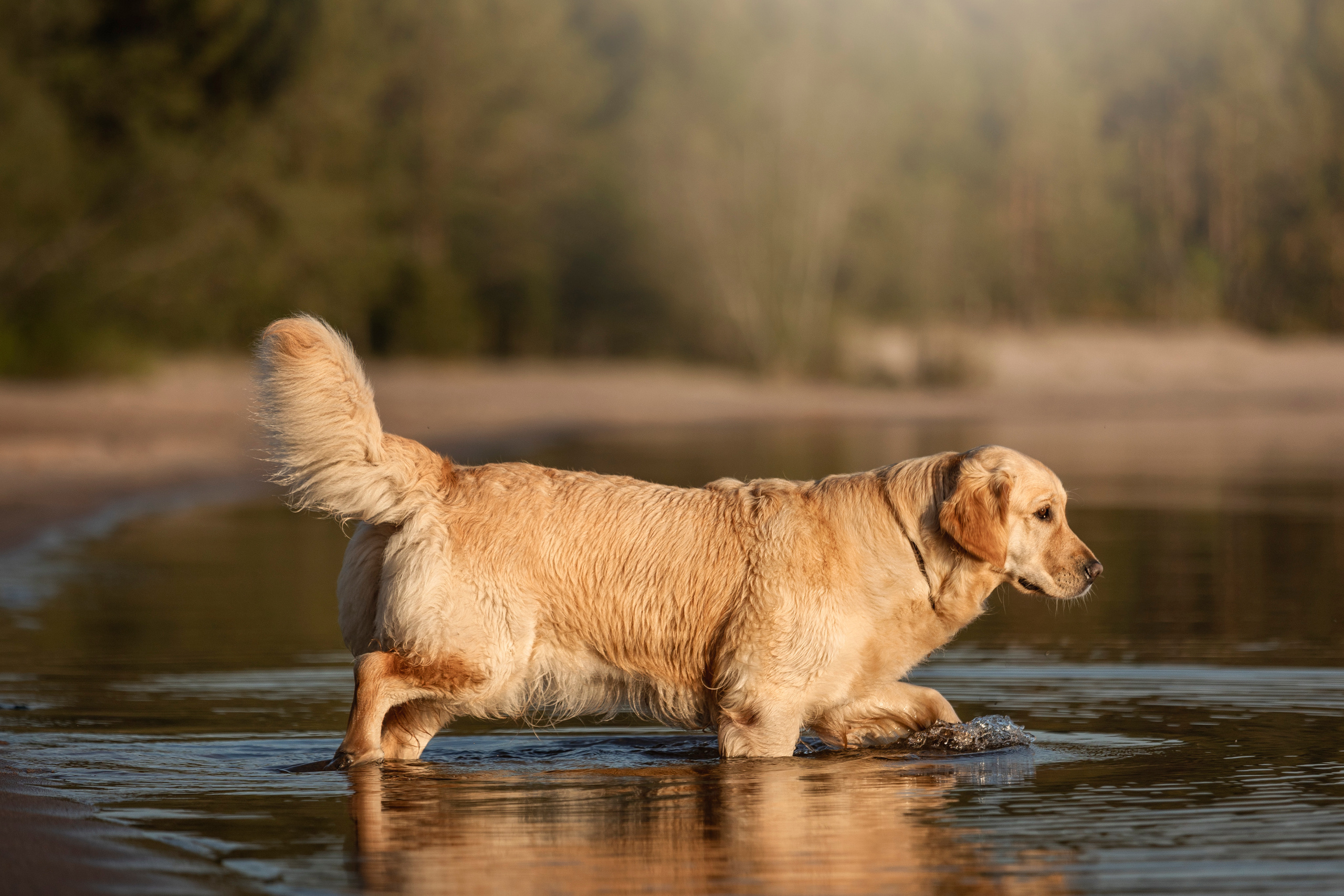 Марина и Чили. Фотограф — Анималист | Санкт-Петербург