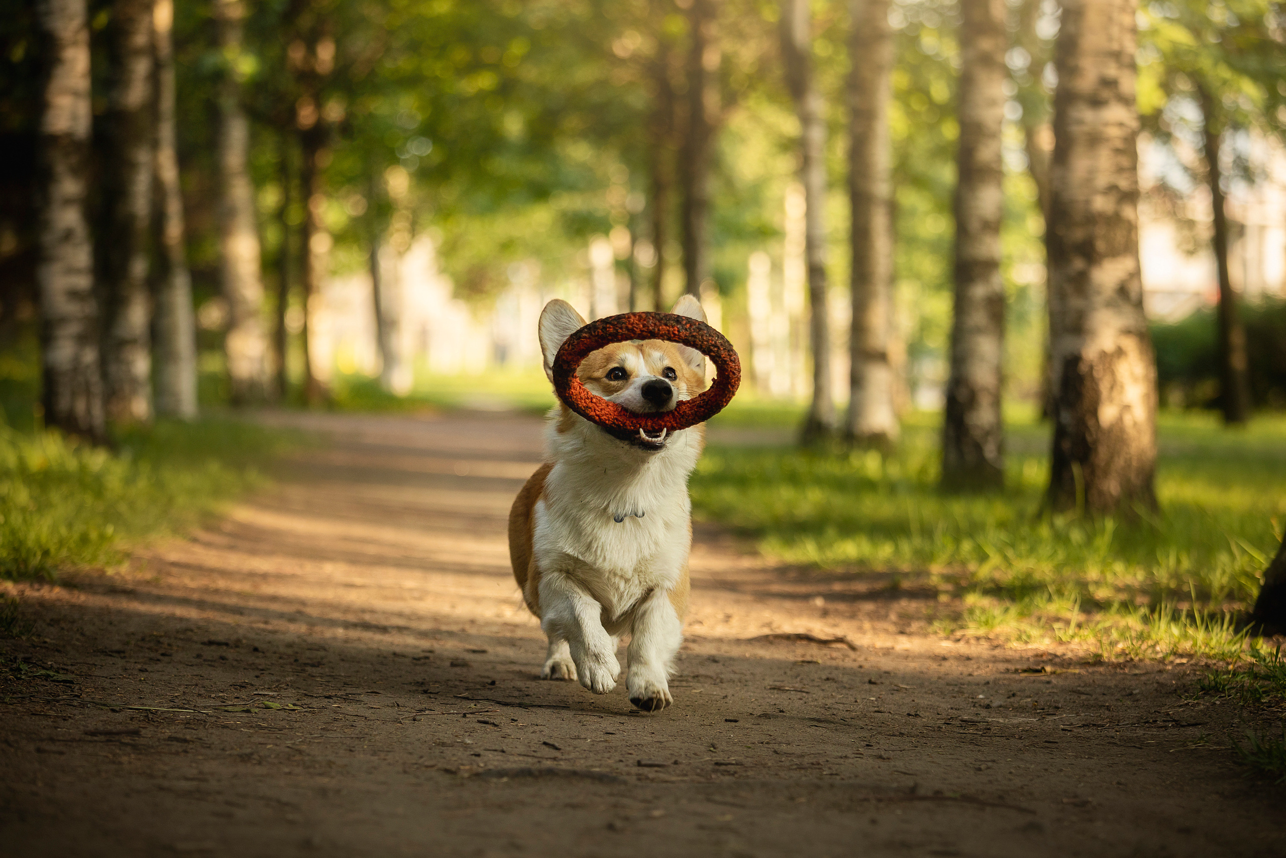 Настя и Стич. Фотограф — Анималист | Санкт-Петербург