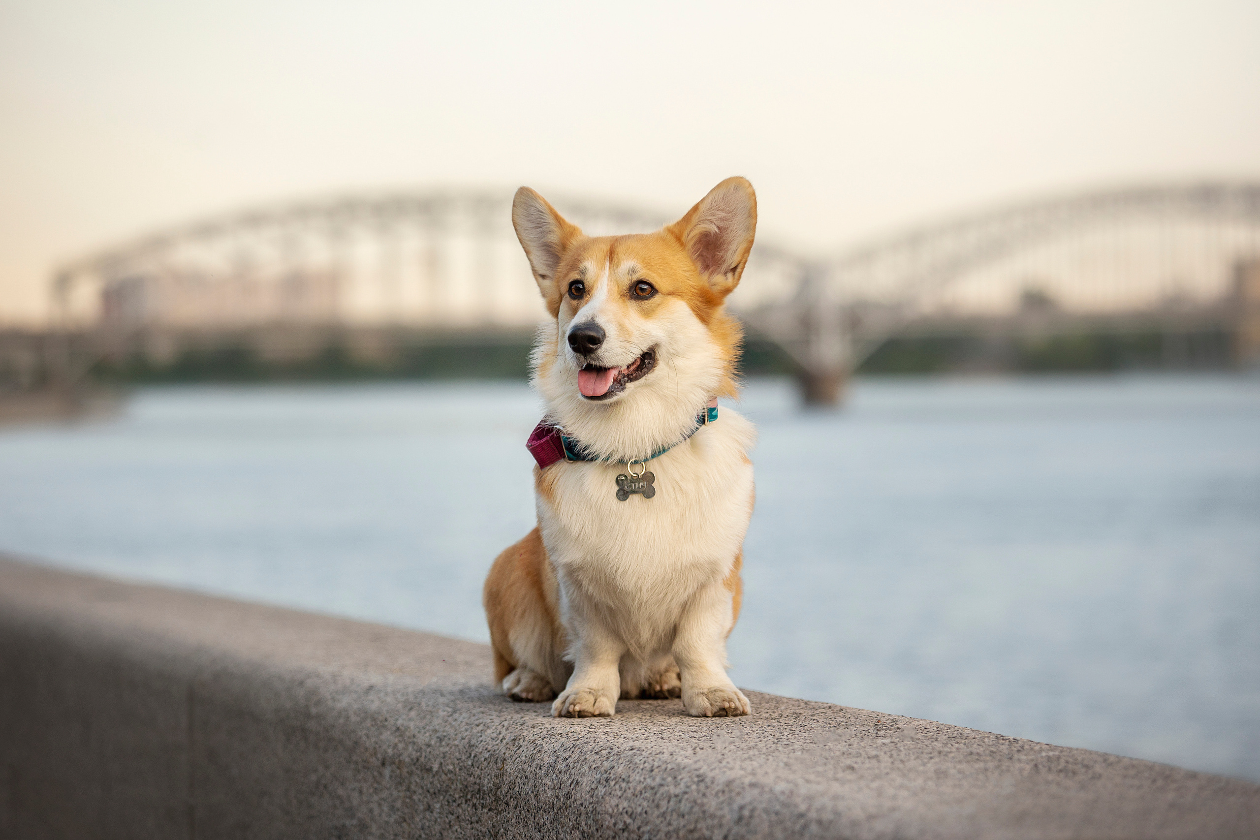 Настя и Стич. Фотограф — Анималист | Санкт-Петербург