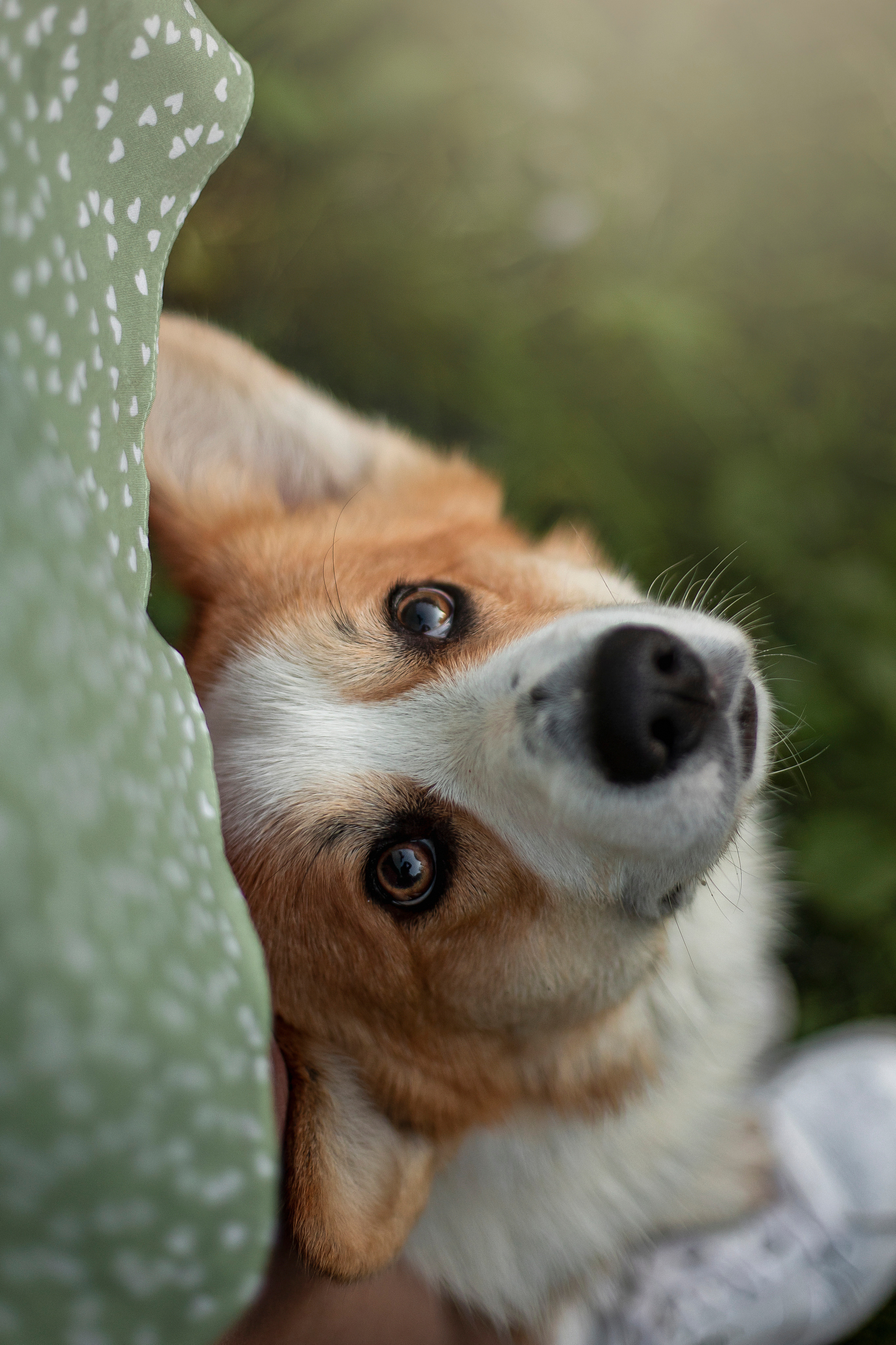 Юля и Лео. Фотограф — Анималист | Санкт-Петербург