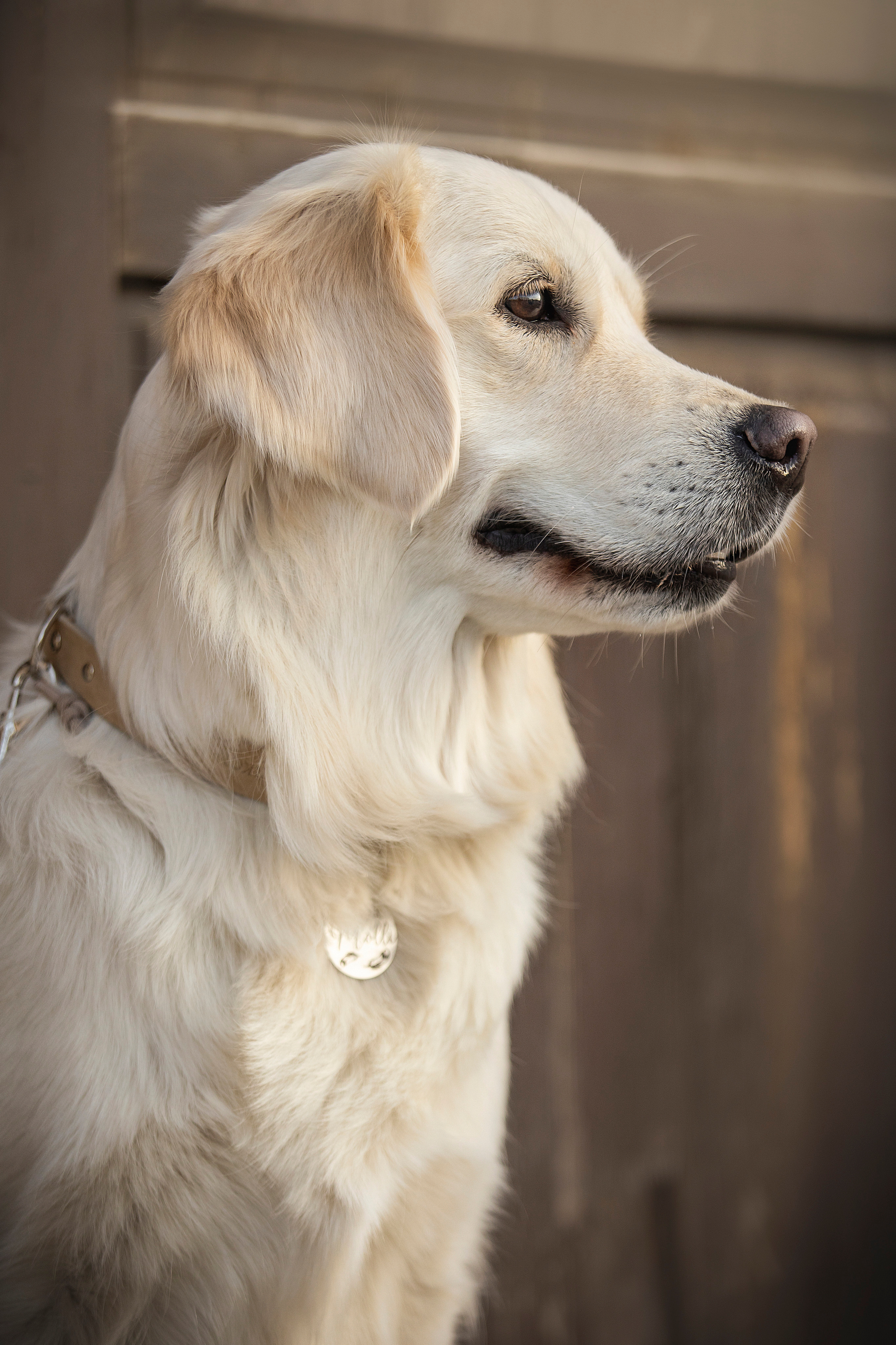 Молли и ее семья. Фотограф — Анималист | Санкт-Петербург