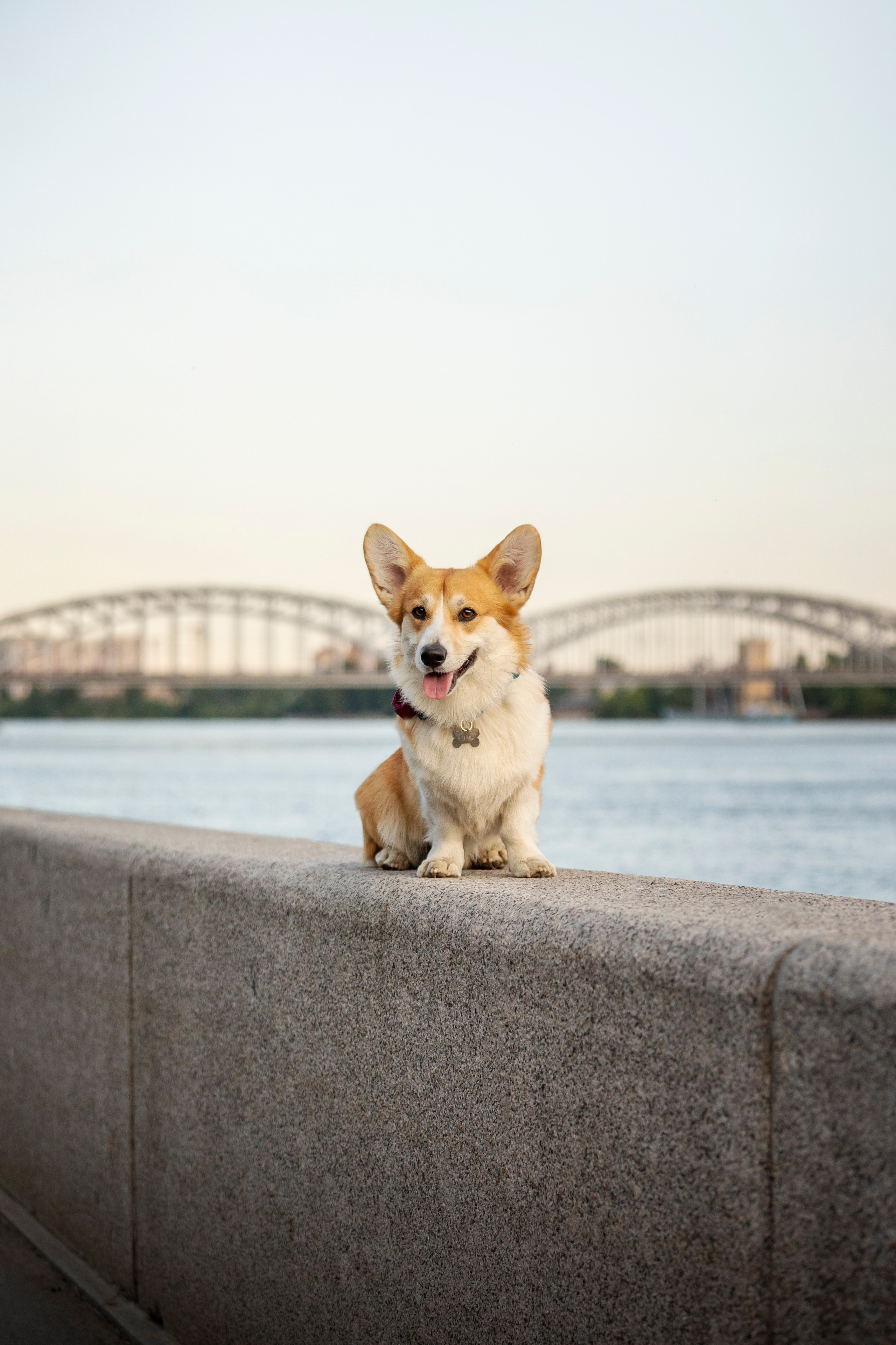 Настя и Стич. Фотограф — Анималист | Санкт-Петербург
